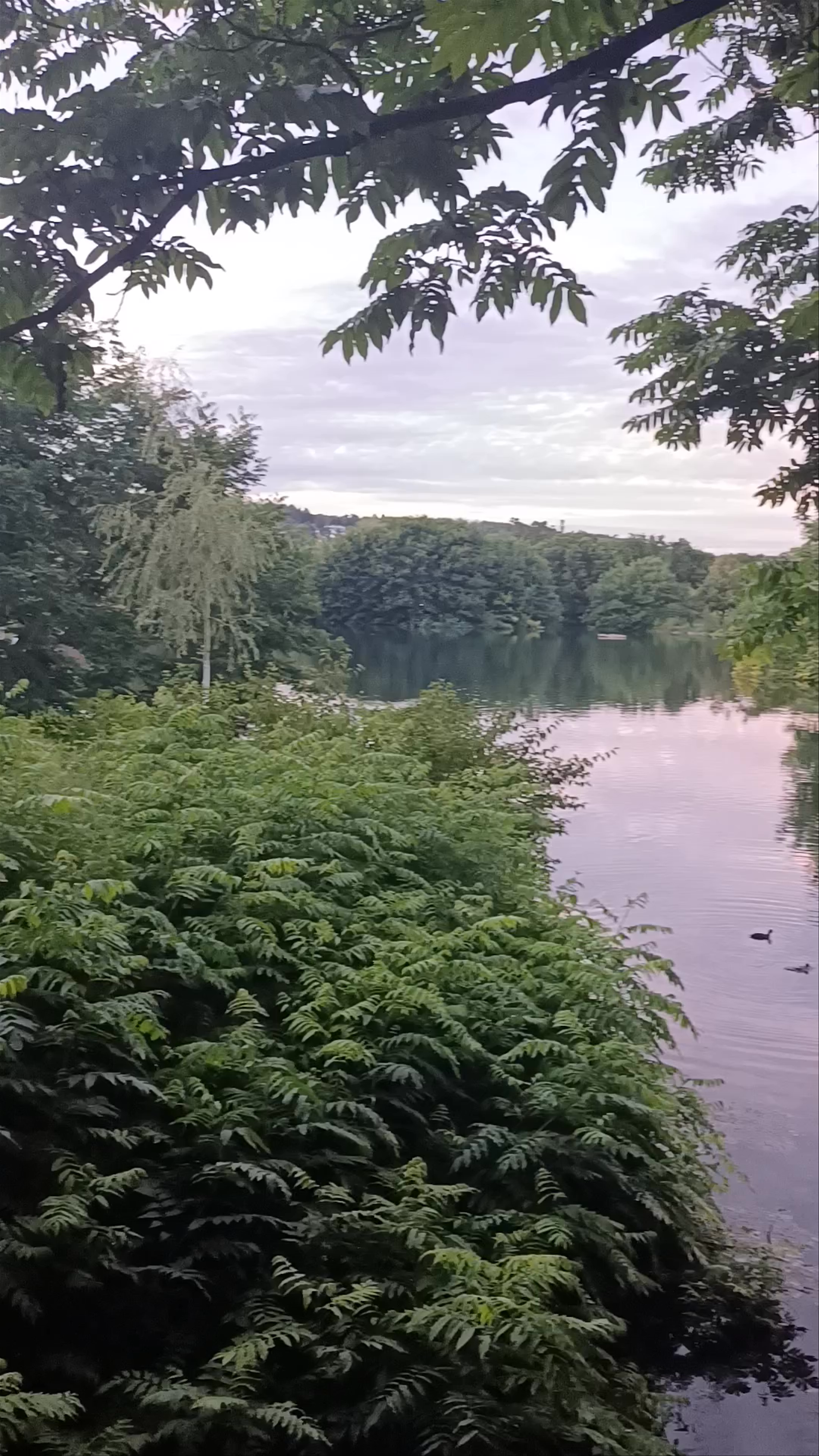 Evening Serenity at Friedrichsau Park in Ulm, Germany