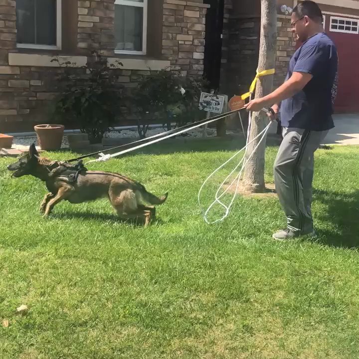 Adrastos Dog Training - Doing some bite work with my little angels - Pet Training Near Me - Riverside, California