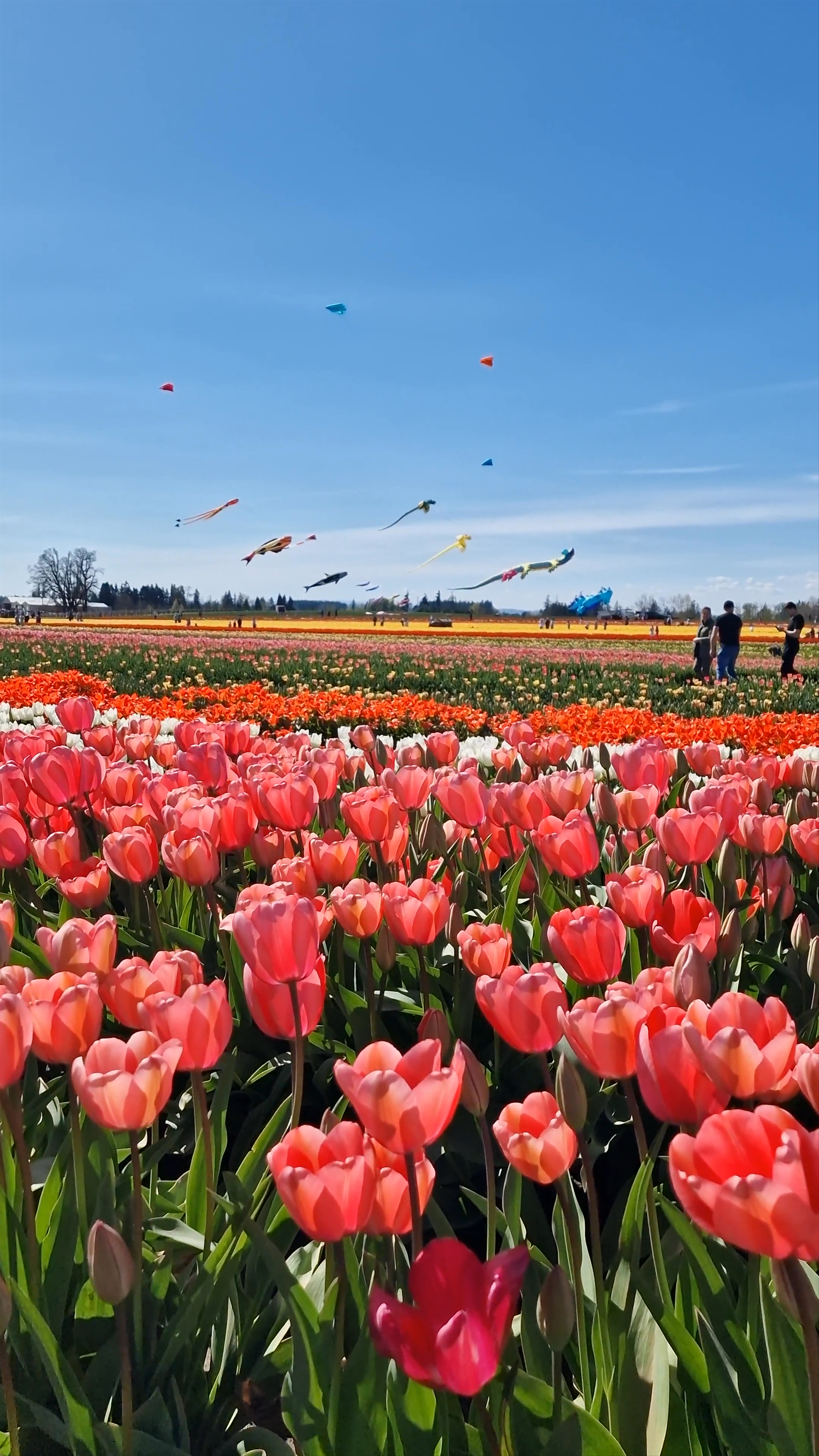Wooden Shoe Tulip Farm