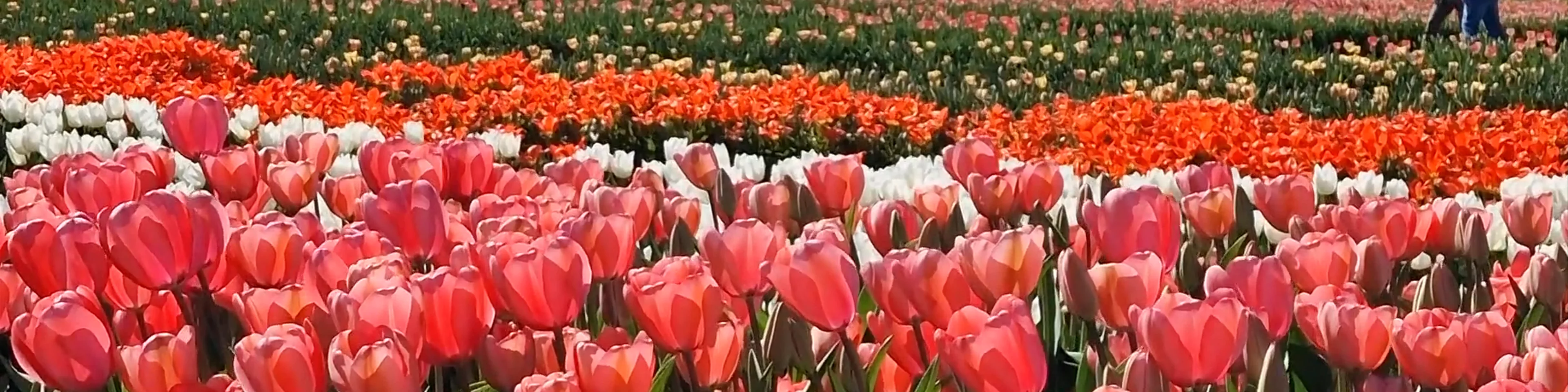 Wooden Shoe Tulip Farm