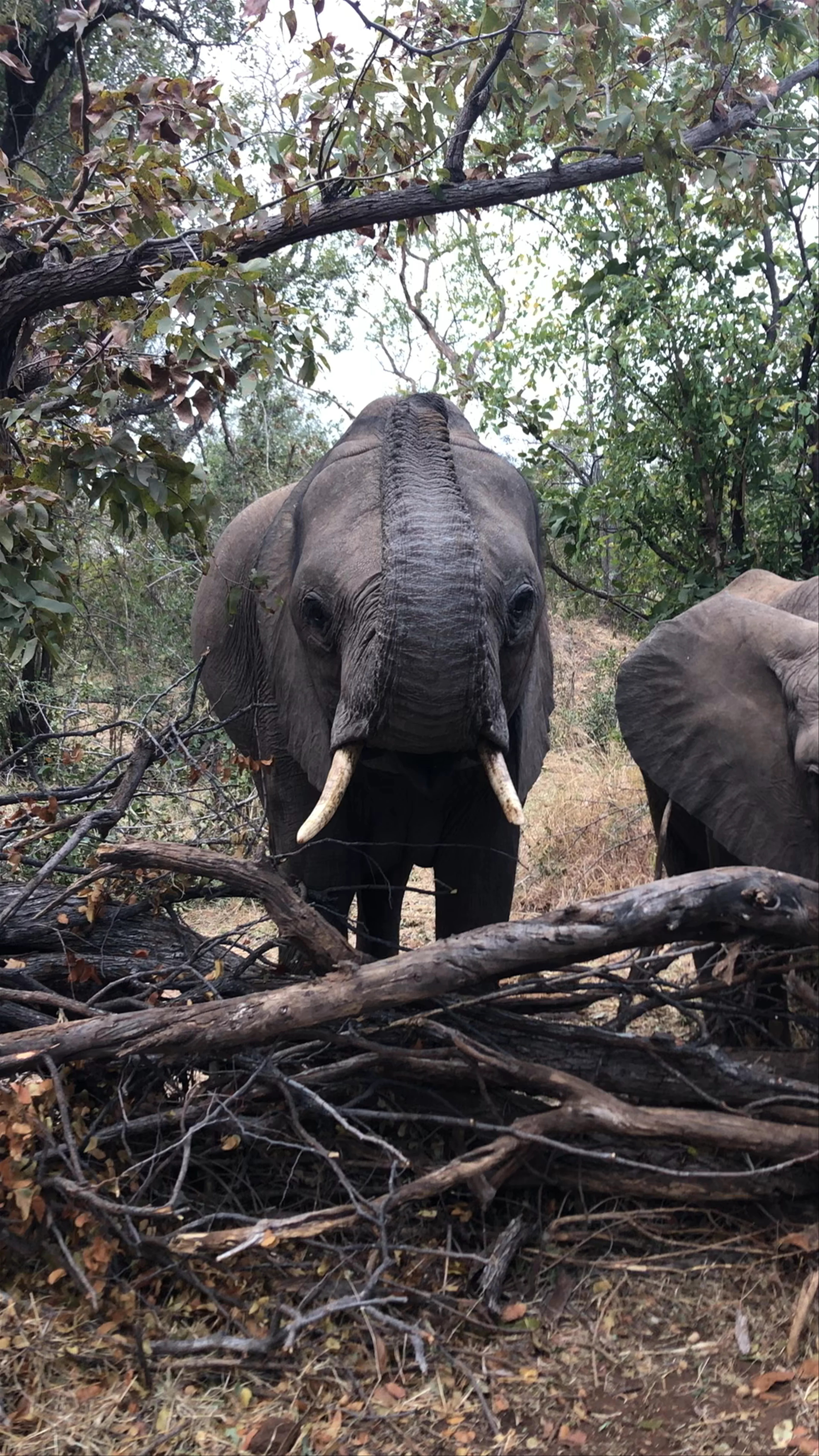 Hwange National Park