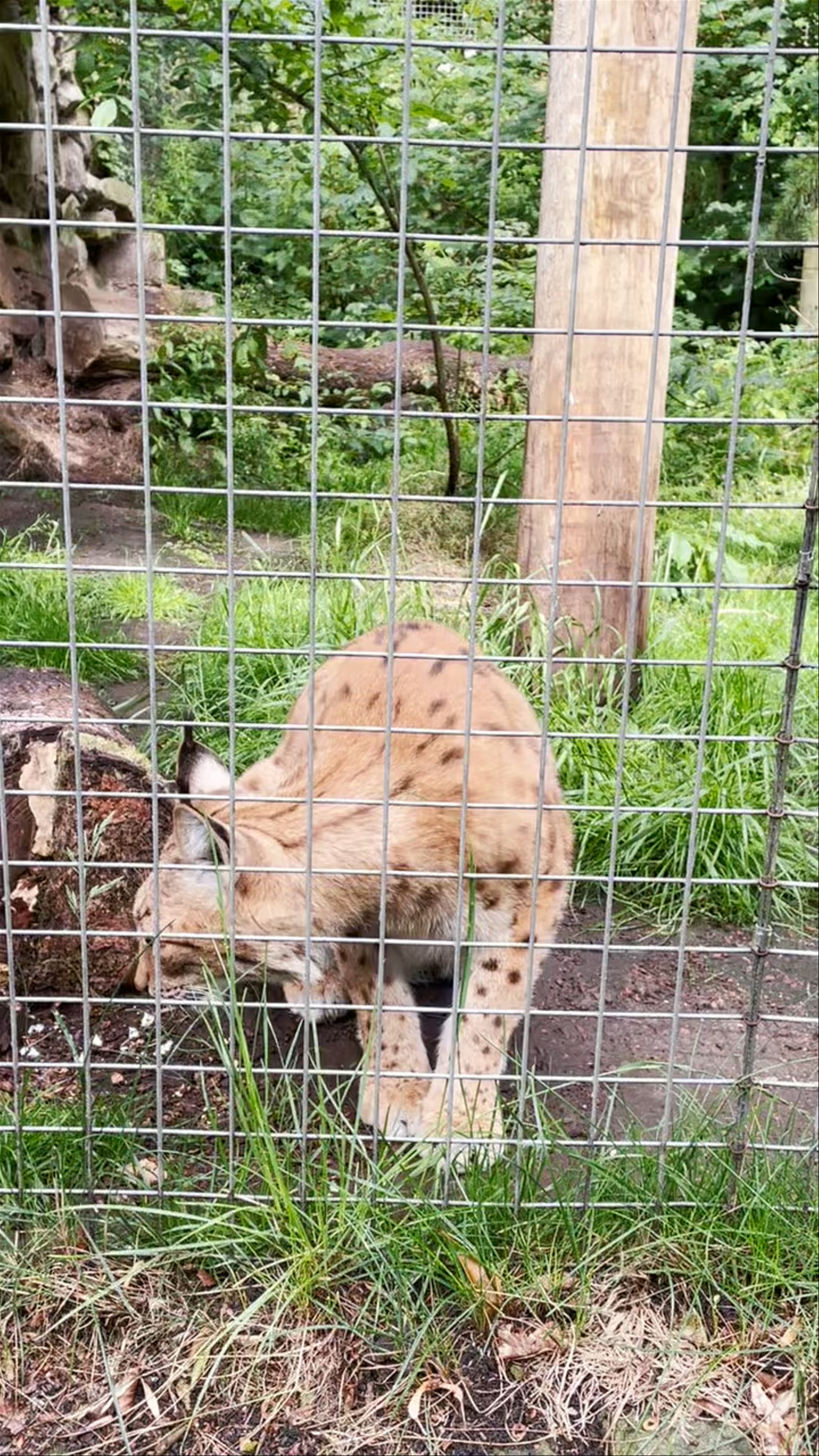 Dudley Zoo and Castle