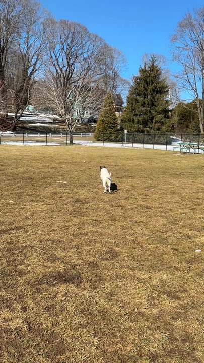 Pawsitive Park - Room to run - Dog Parks Near Me - Norwich, Connecticut