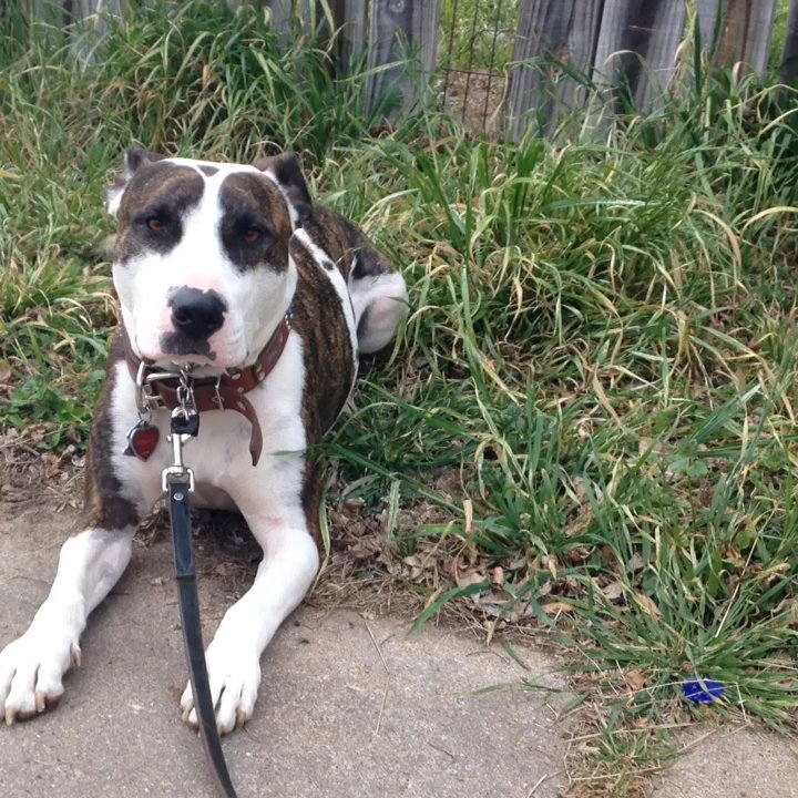 K9 Mastery - Bosco is holding his down stay for 10 minutes while the dog barks inside the fence. Good boy, Bosco! - Pet Training Near Me - Bastrop, Texas