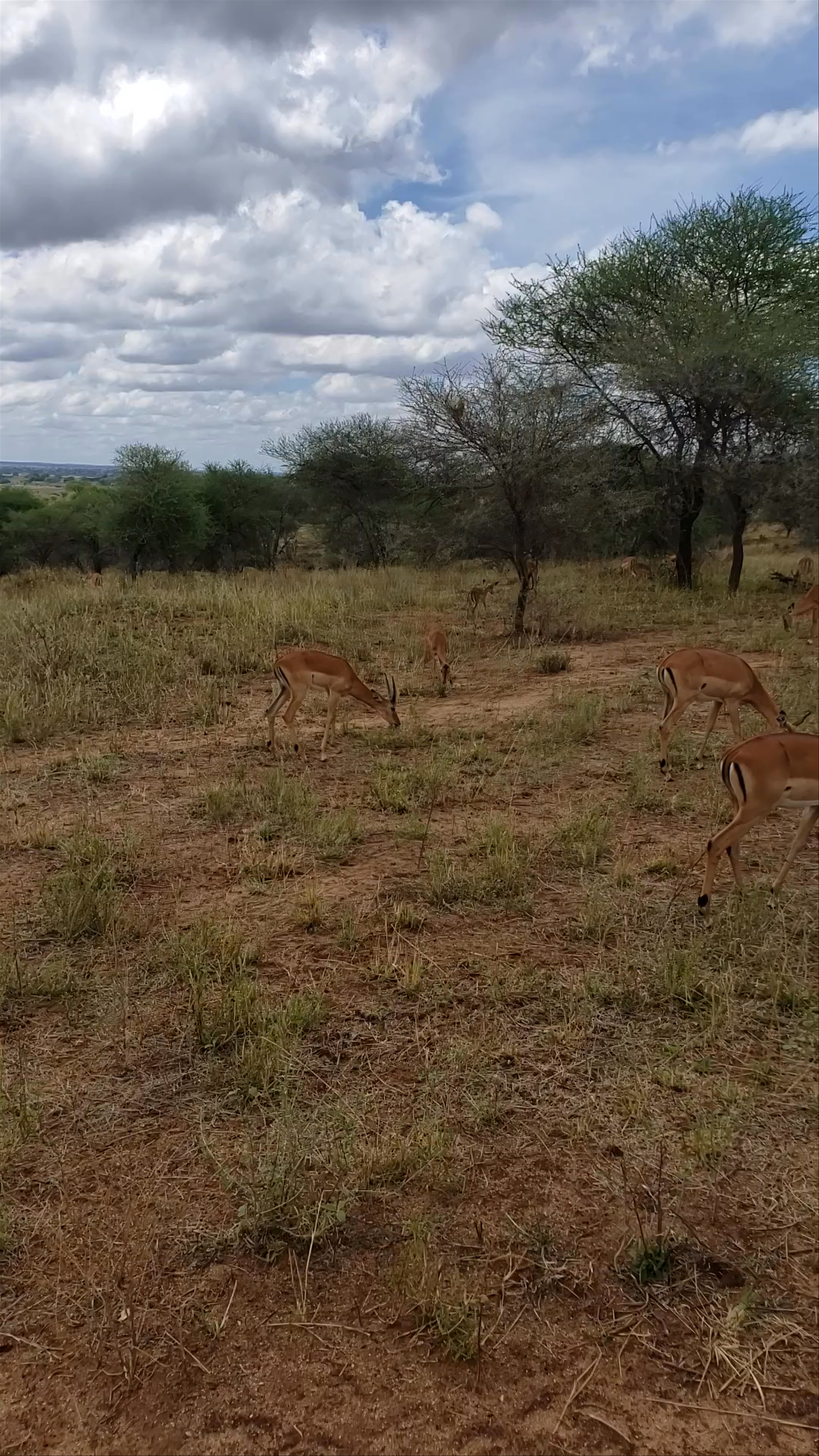 Tarangire National Park