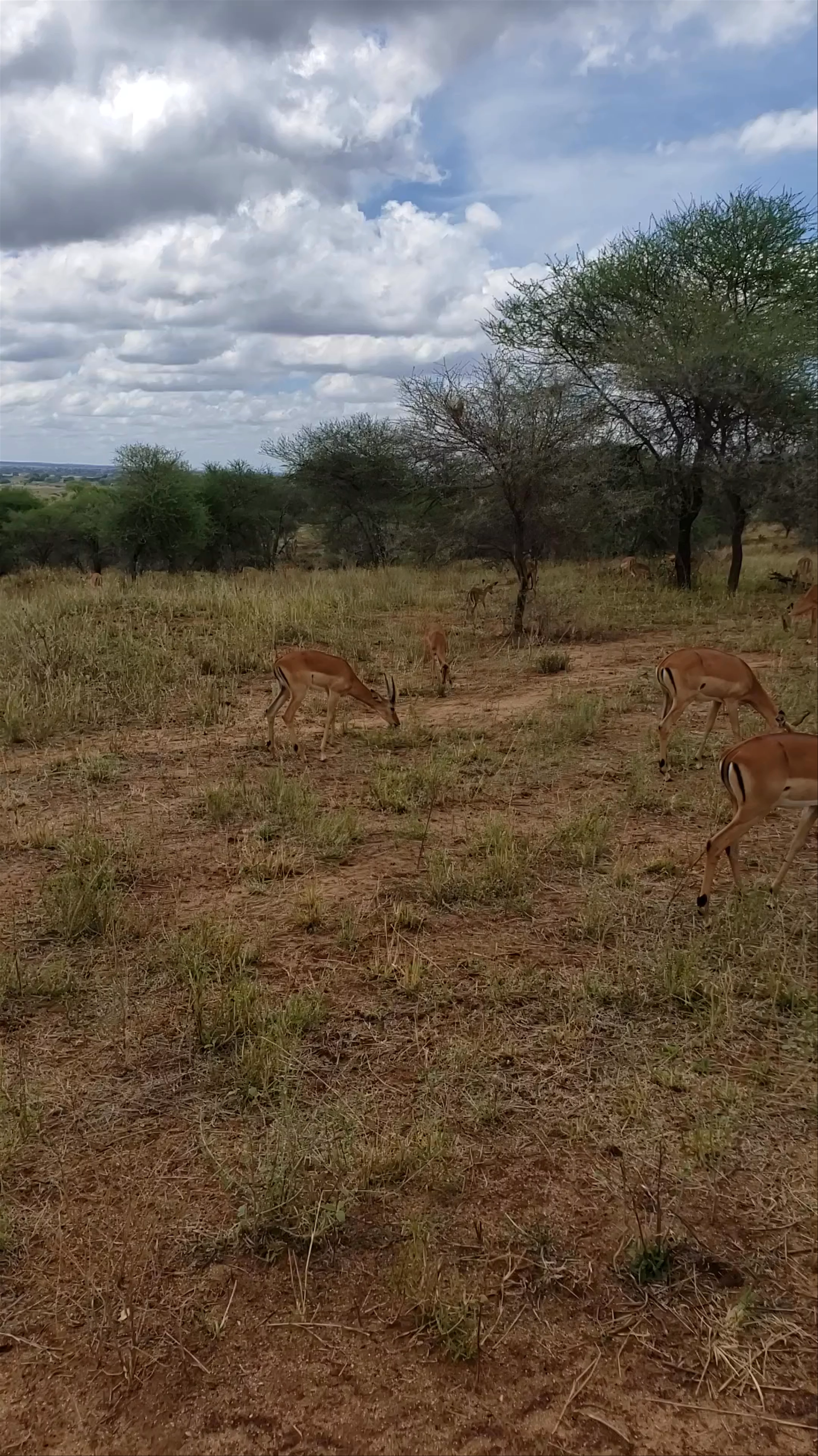 Tarangire National Park