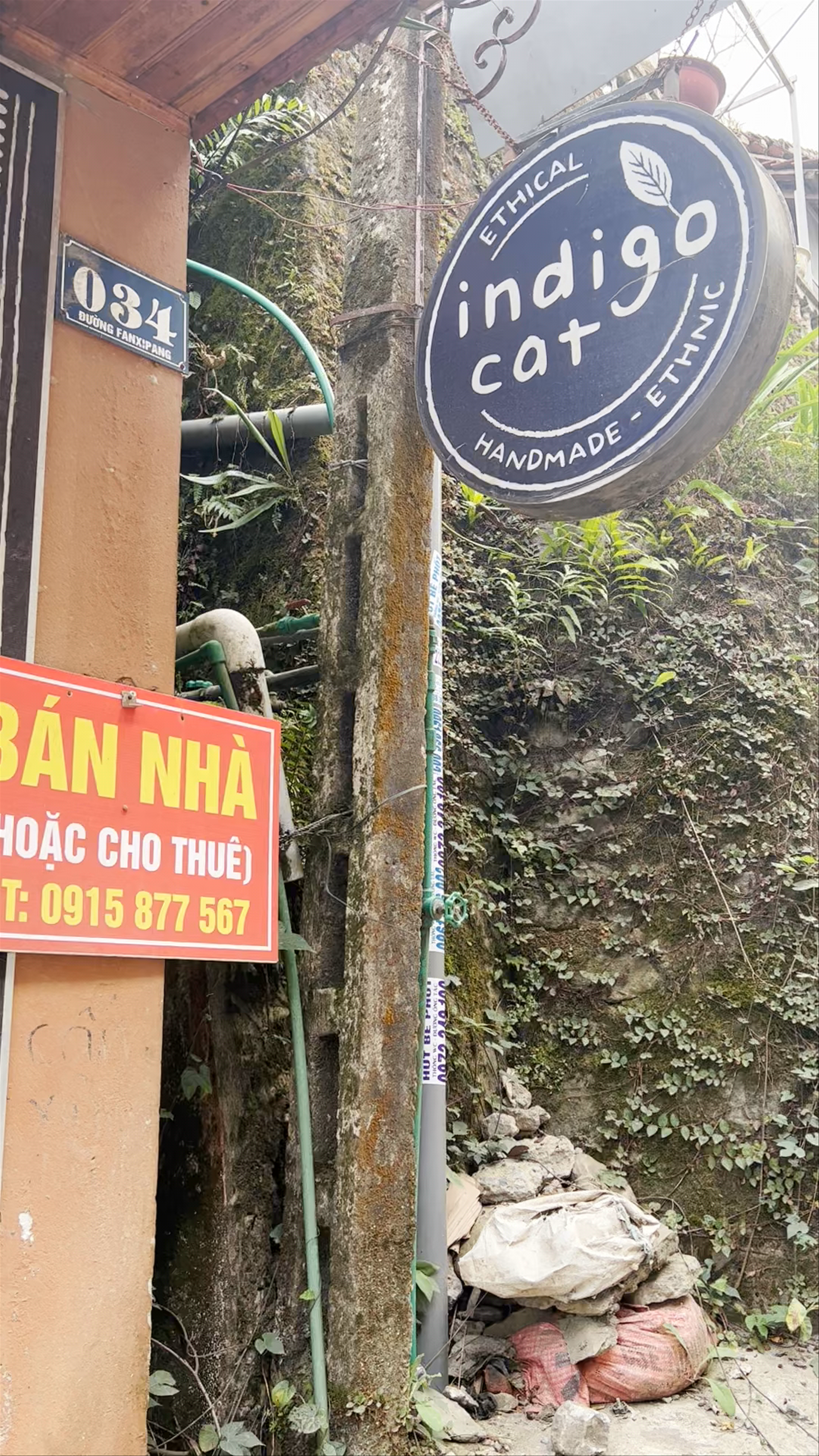 Indigo Cat