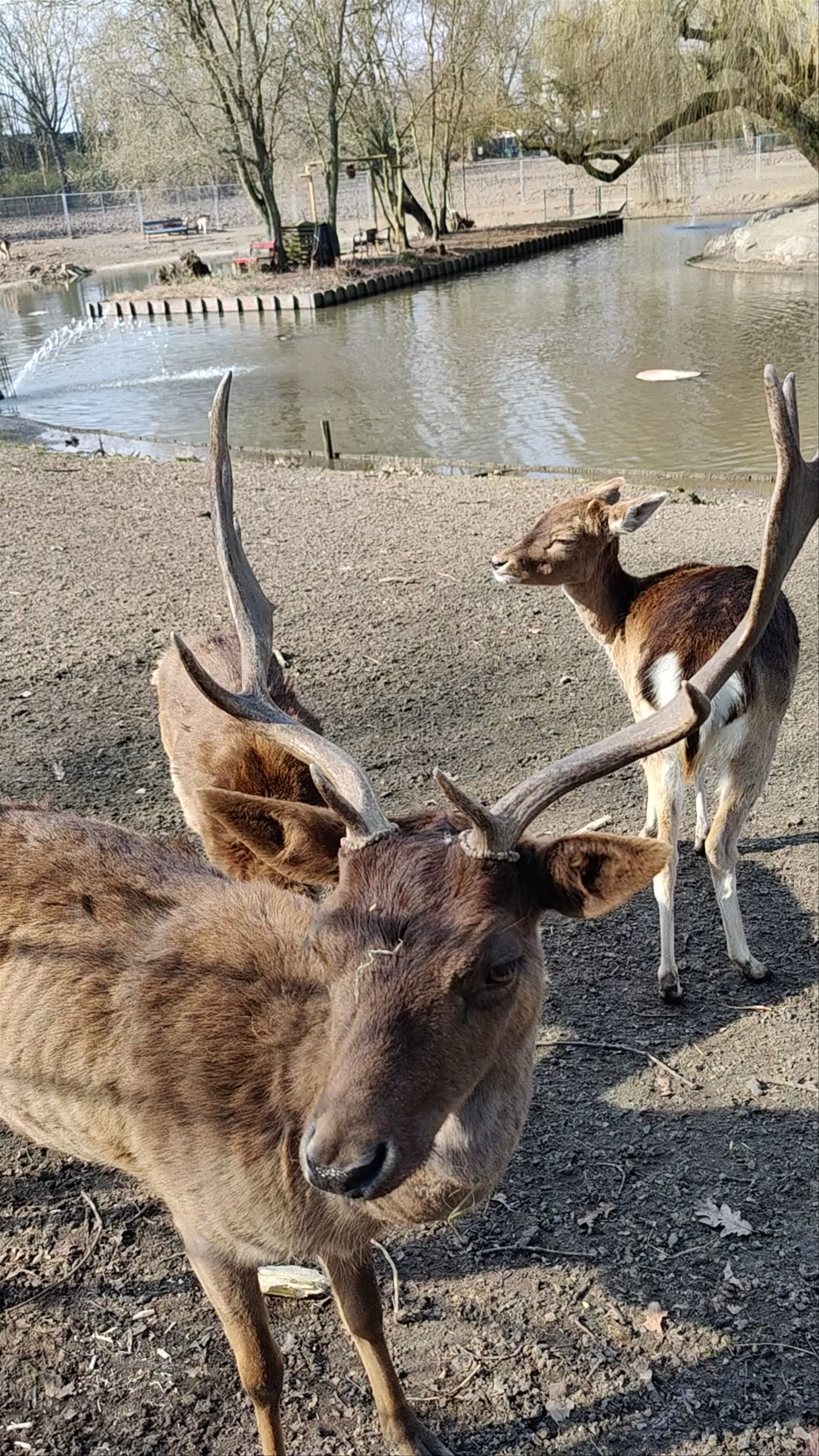Dierenweide Julianapark