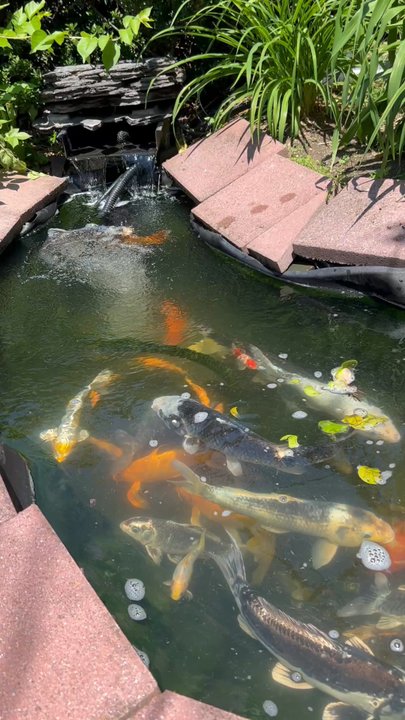 Total Aquariums - Alll the fish Total killed... - Aquarium Services Near Me