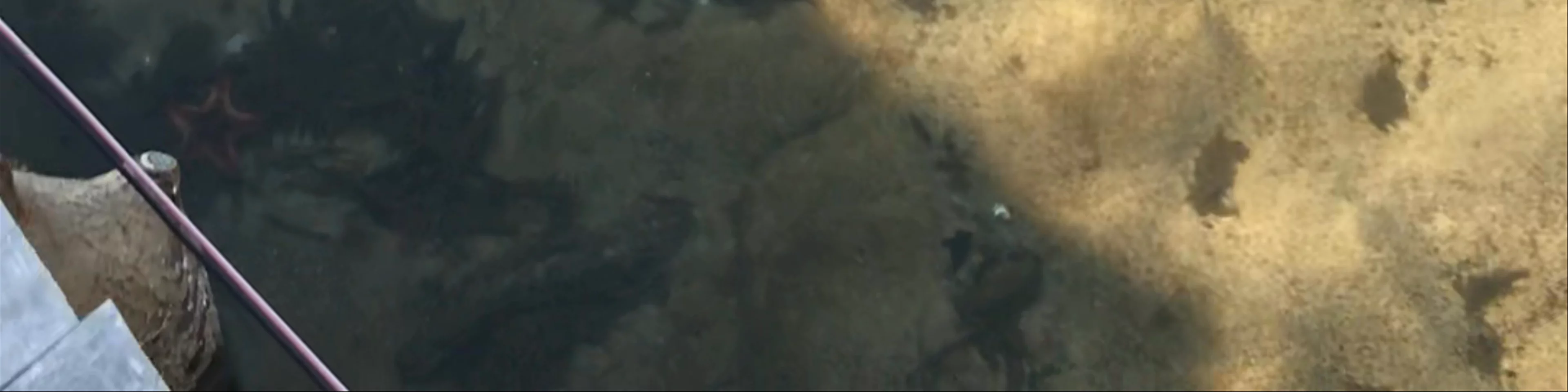Starfish Beach