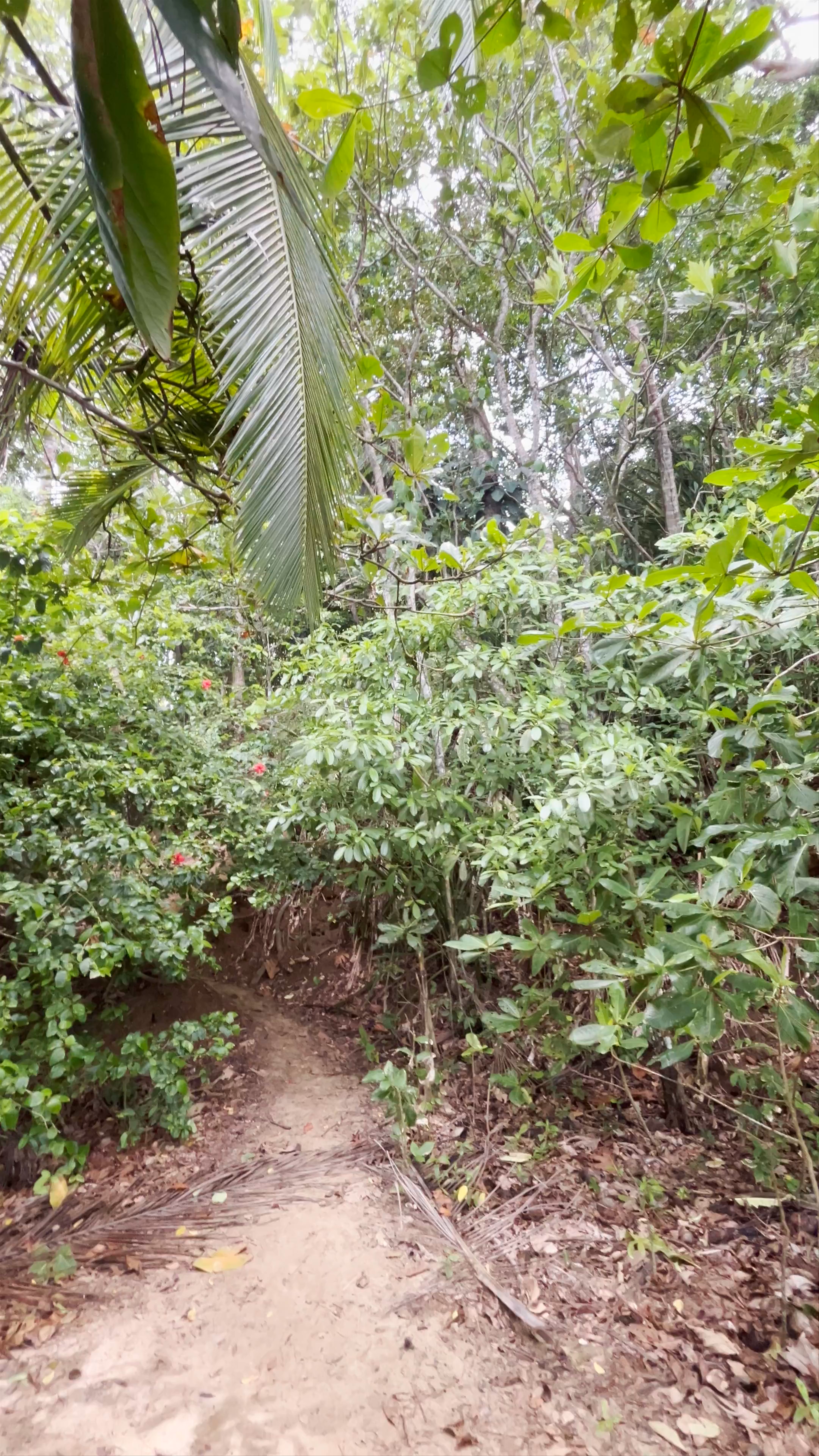 Hidden Jungle Trail to Pristine Playa Punta Uva Beach, Costa Rica