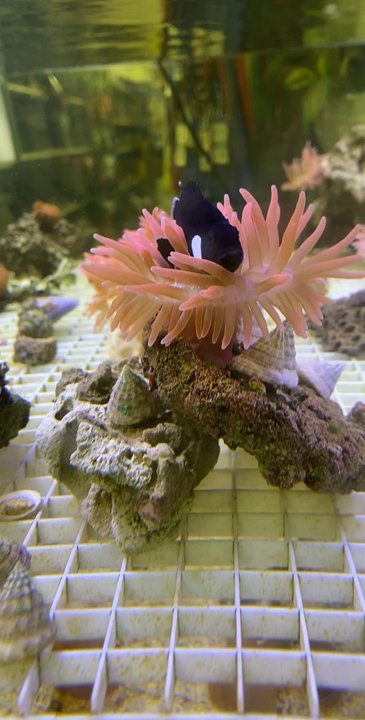 LITTLE AMAZON FISH & PETS - Updated July 2026 - 75 Photos & 94 Reviews ...