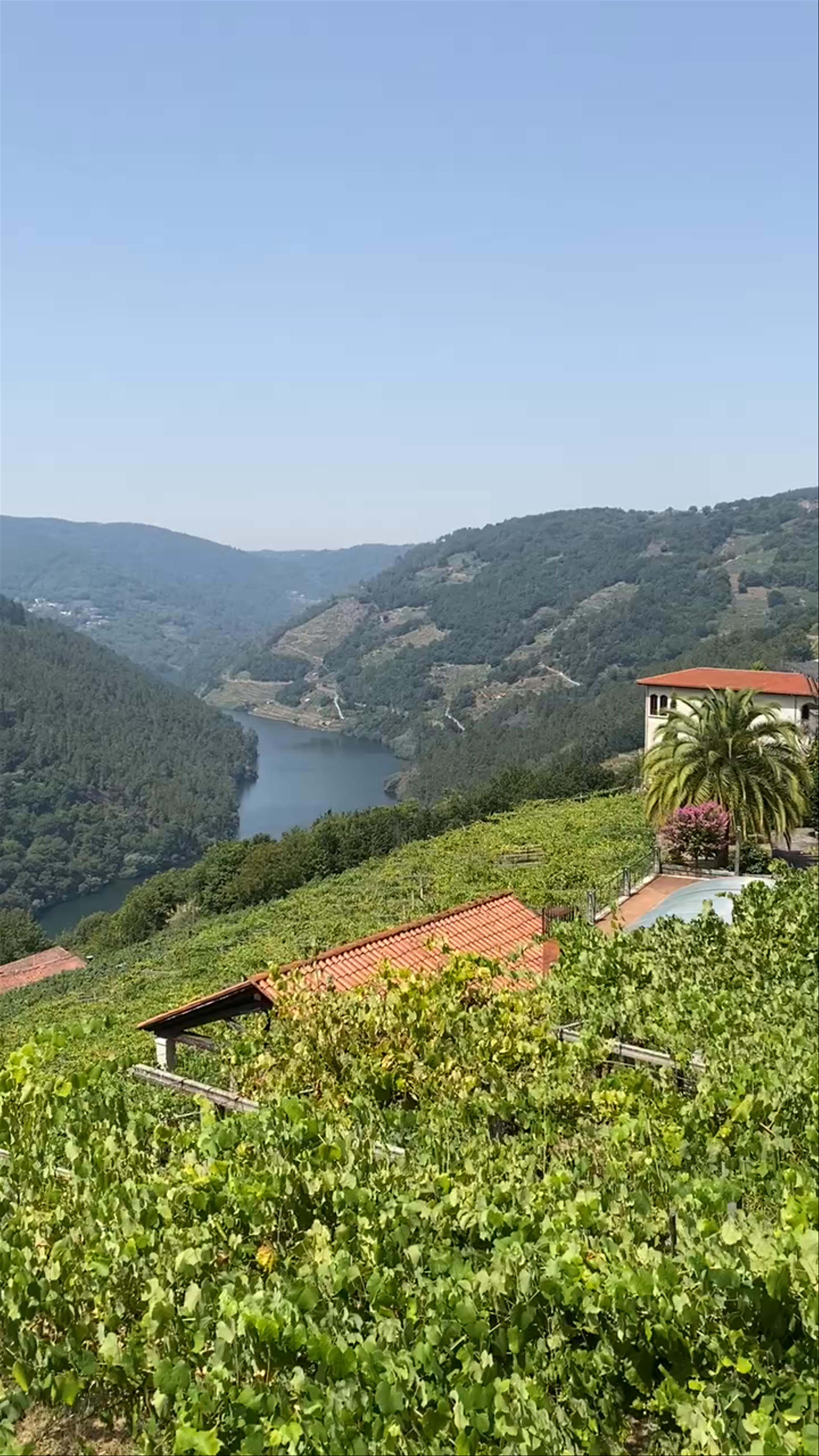 Abadía da Cova - Adegas Moure