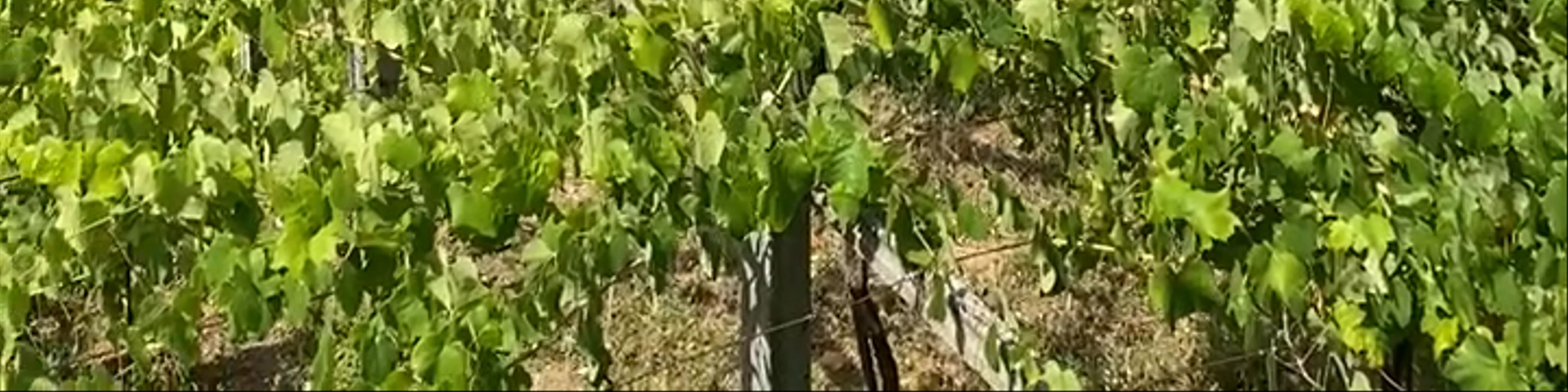 Abadía da Cova - Adegas Moure