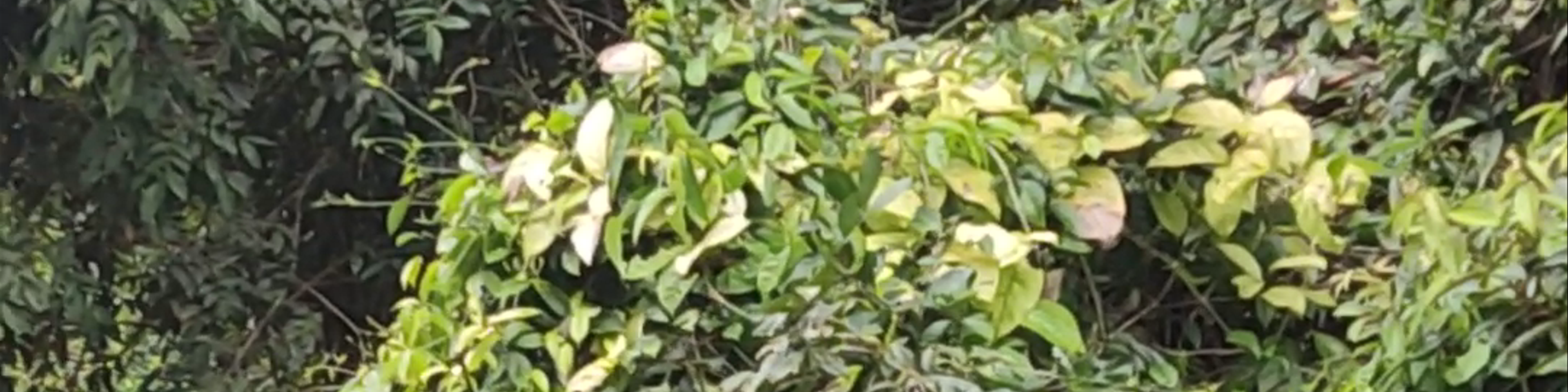 Limón