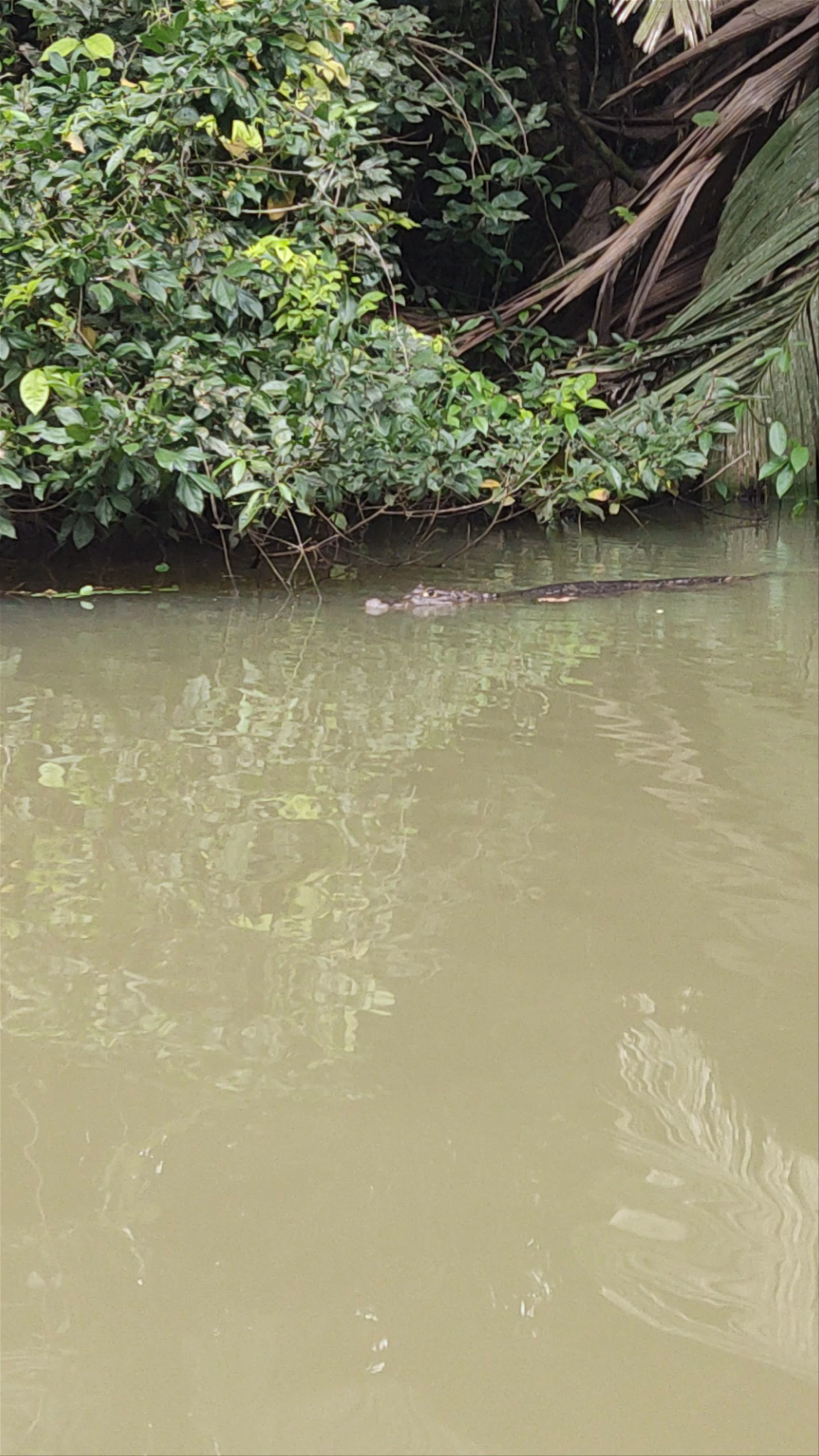 Tortuguero National Park