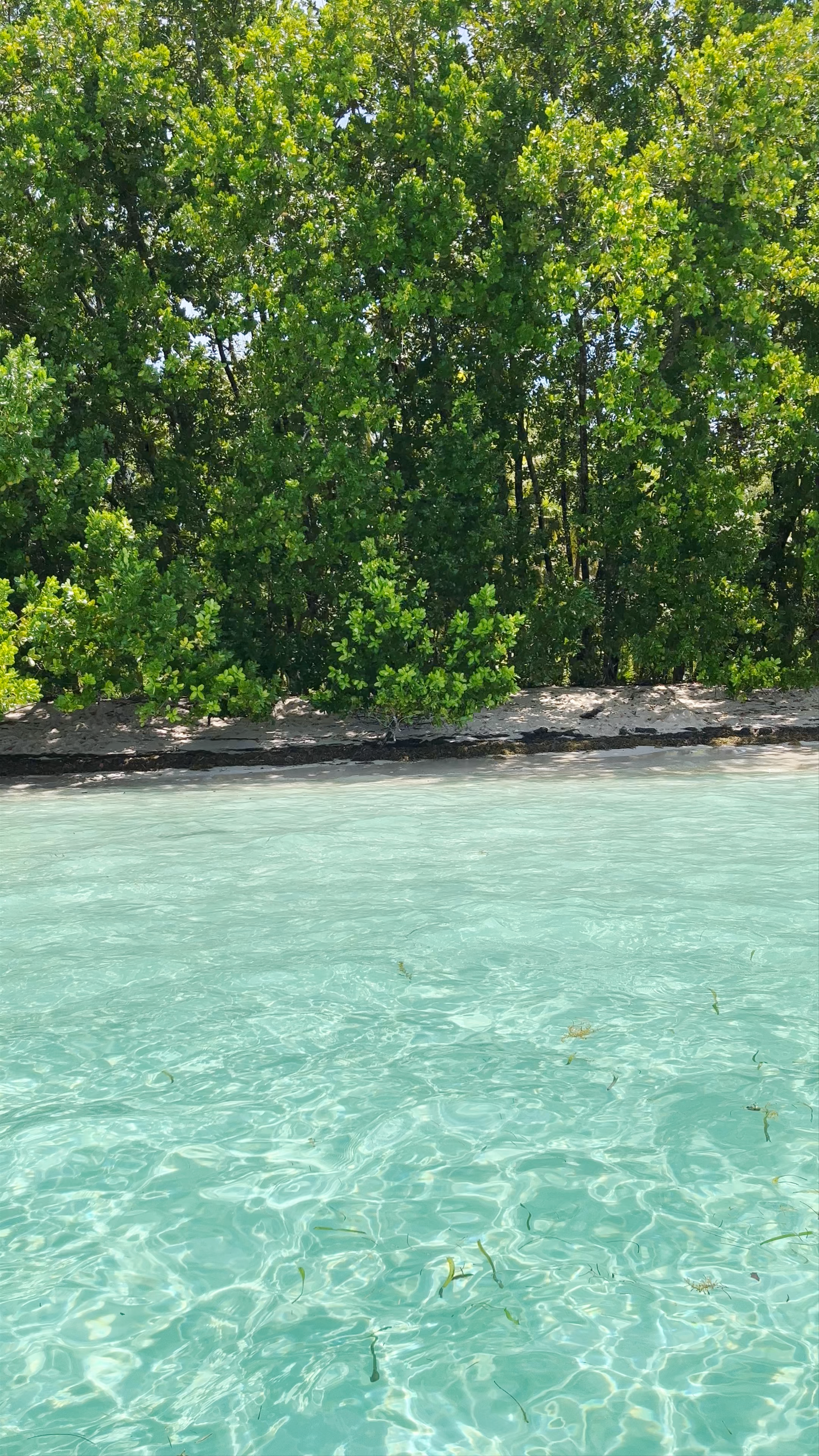 Pristine Mangroves and Crystal Waters at Cayo Zapatilla, Bastimentos Island