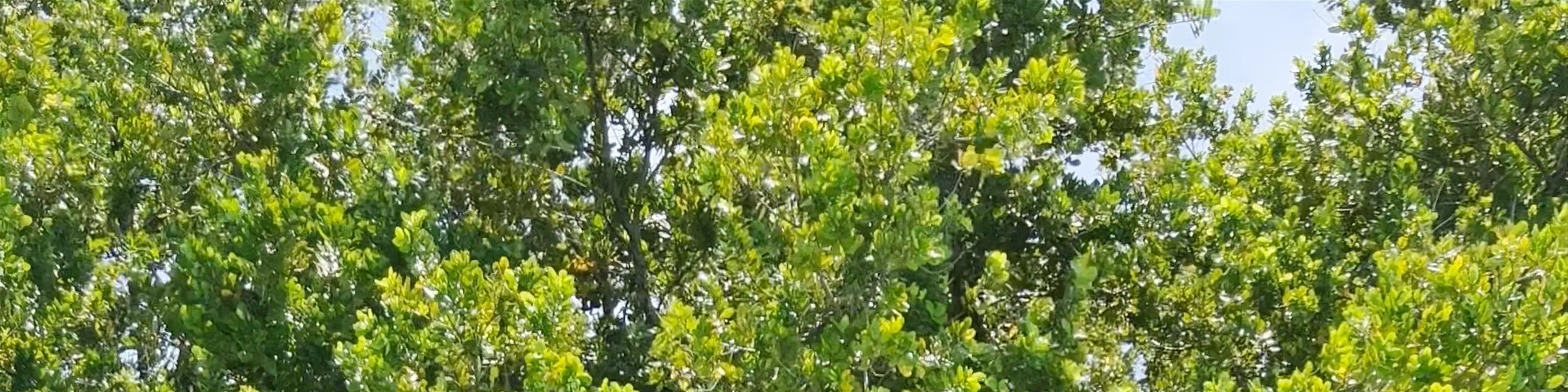 Cayo Zapatilla