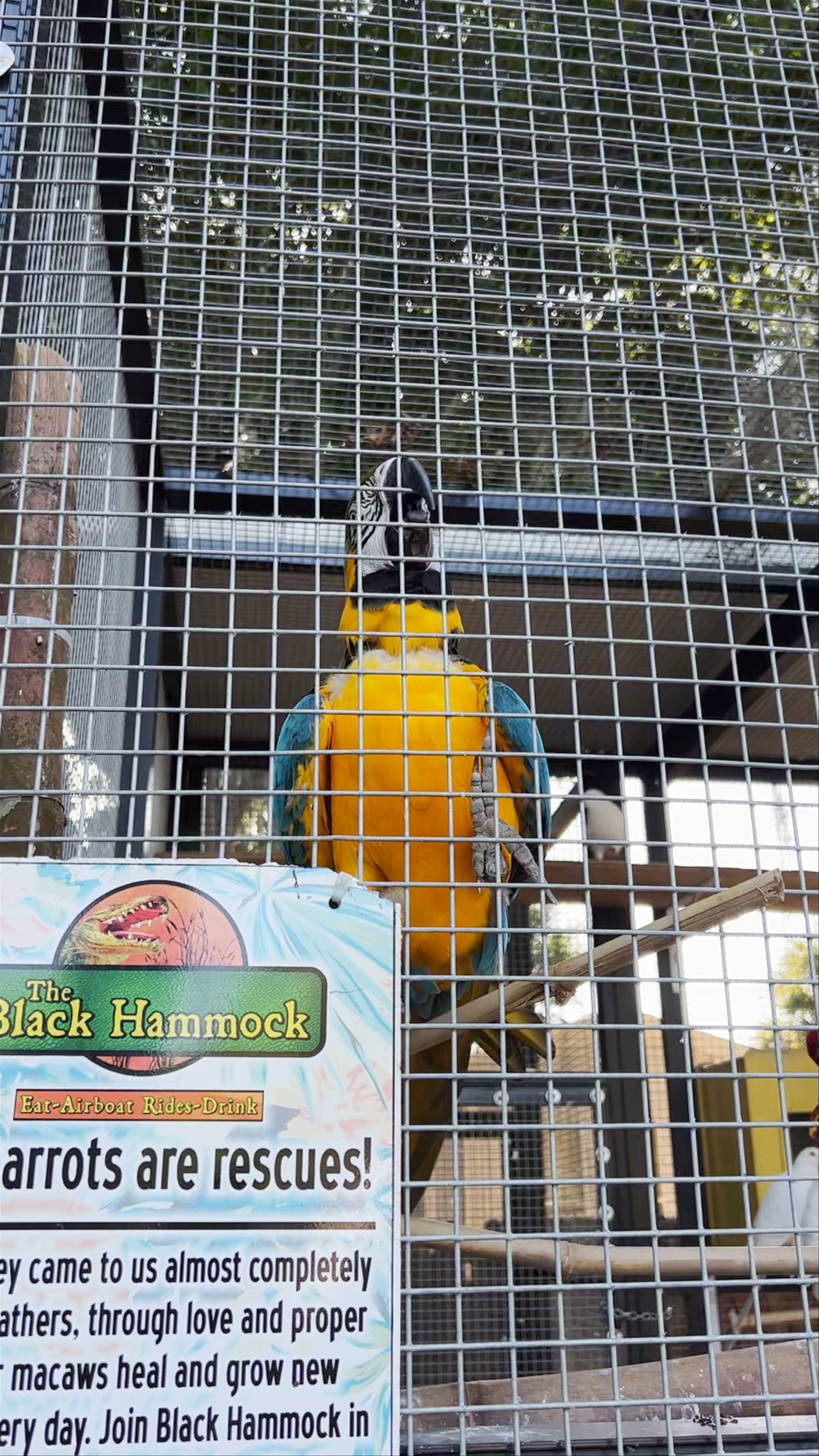 Black Hammock Orlando: Majestic Parrots Rescue and Airboat Adventures