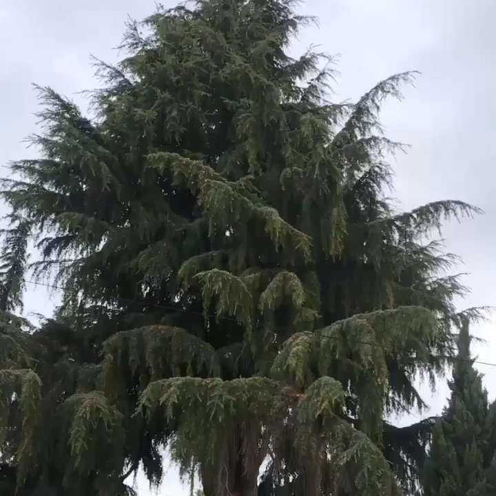 AAA Tree Service Inc - Great Service!! - Tree Services Near Me
