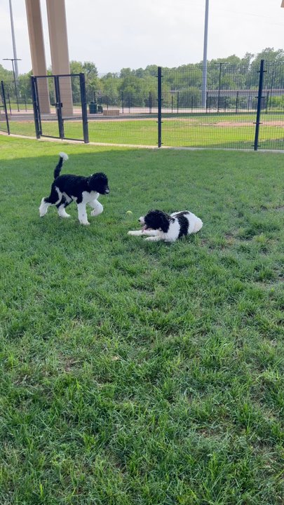 Bush Central Barkway - Kuromi and Kuroki having funnn - Dog Parks Near Me - Richardson, Texas