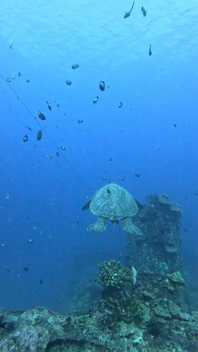 Aloha Scuba Diving Company - Turtle - Scuba Diving Near Me - Honolulu, Hawaii