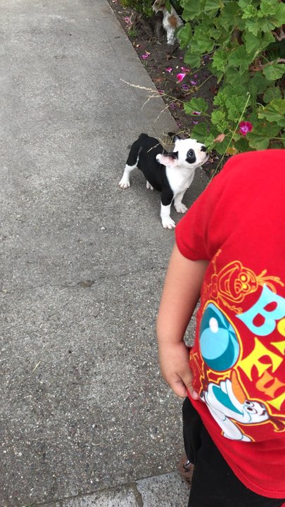 Premier Puppies - first day we got him! - Pet Breeders Near Me