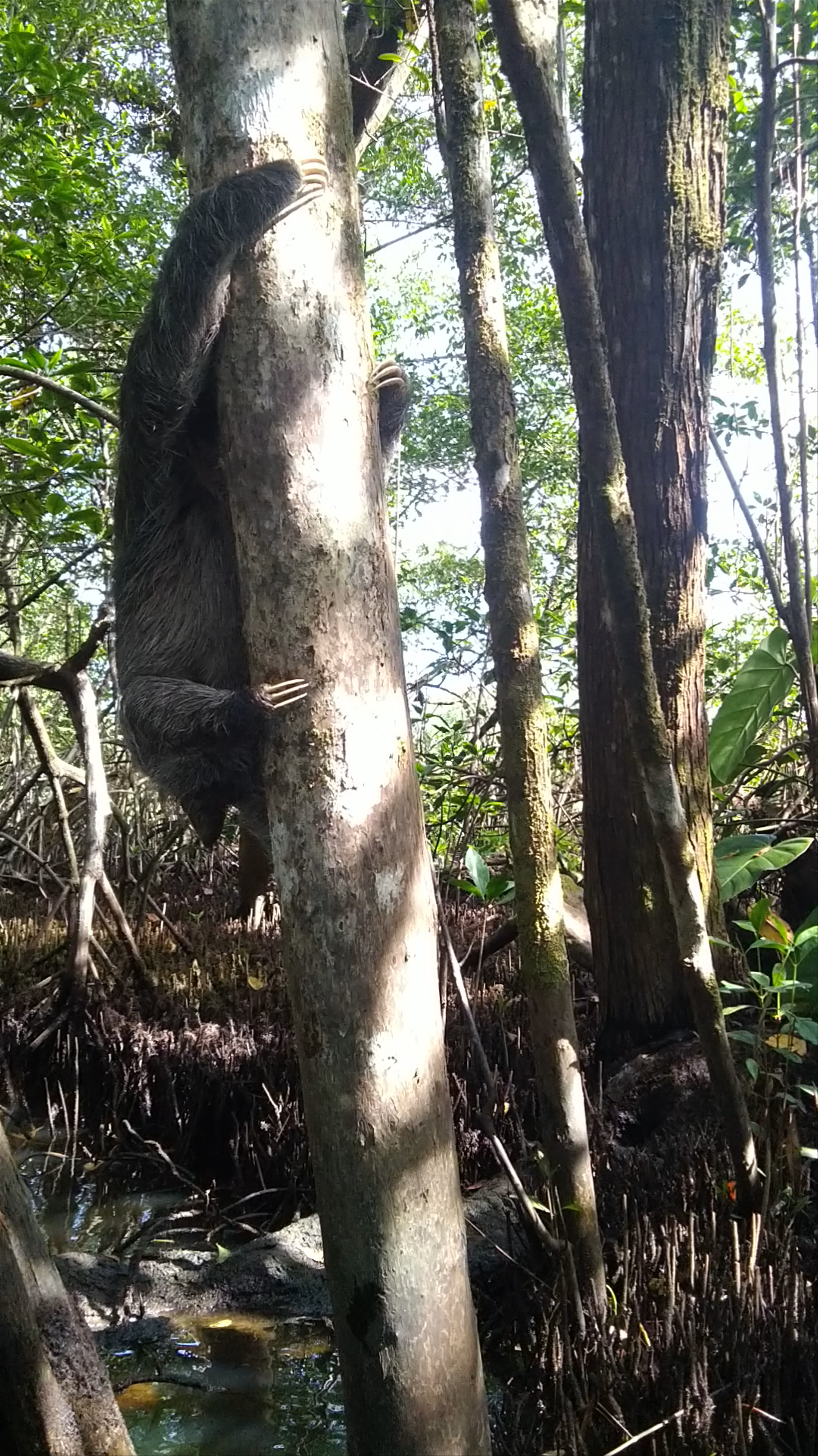 Cueva de Murcielagos