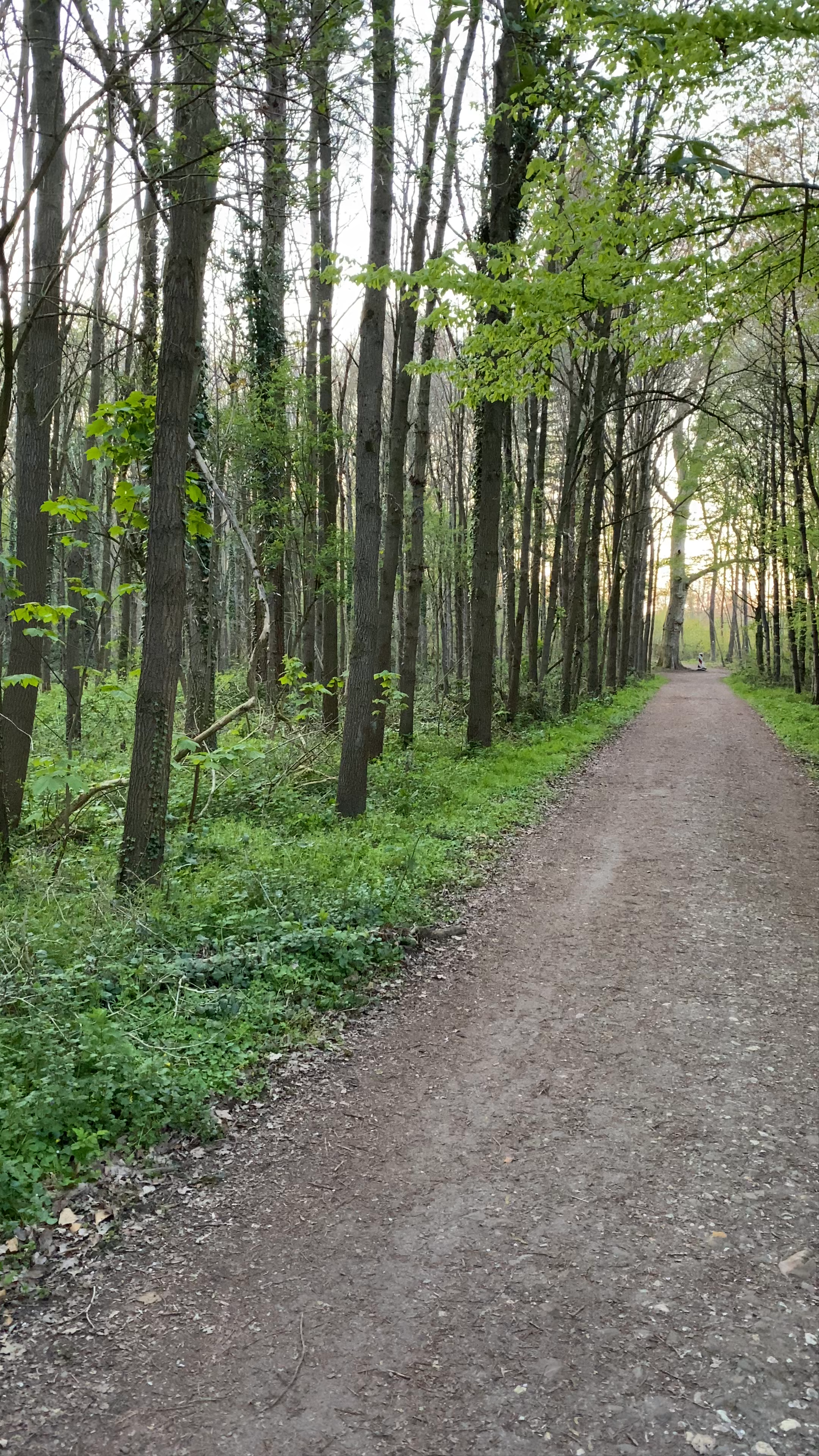 Springtime Walk Through Kellenberger Kamp Forest, Jülich, Germany