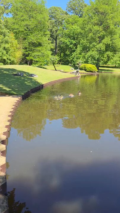 Memphis Botanic Garden - Ducklings - Botanical Gardens Near Me - Memphis, Tennessee