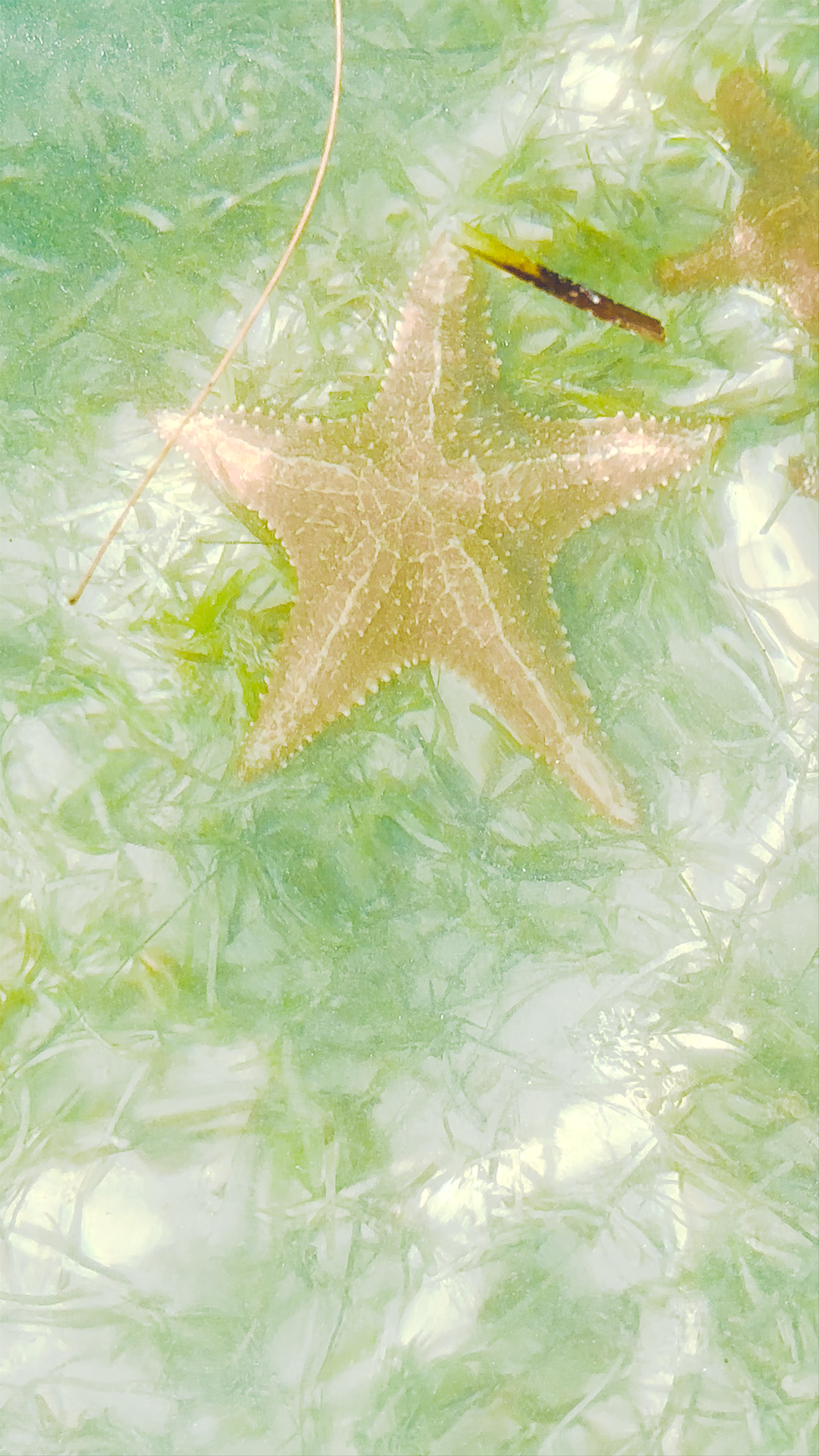 Starfish Point