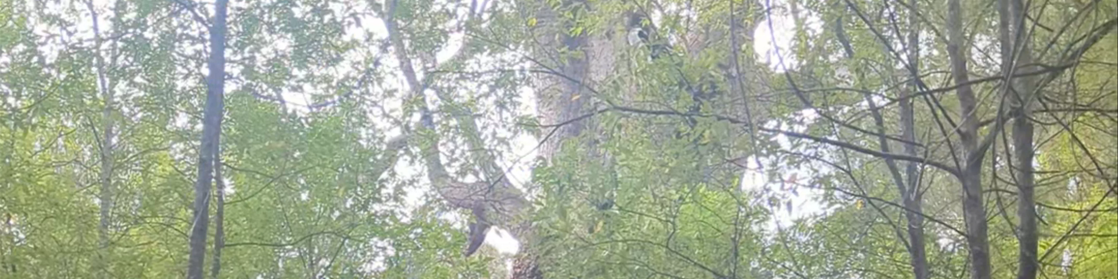 Giant Tingle Tree