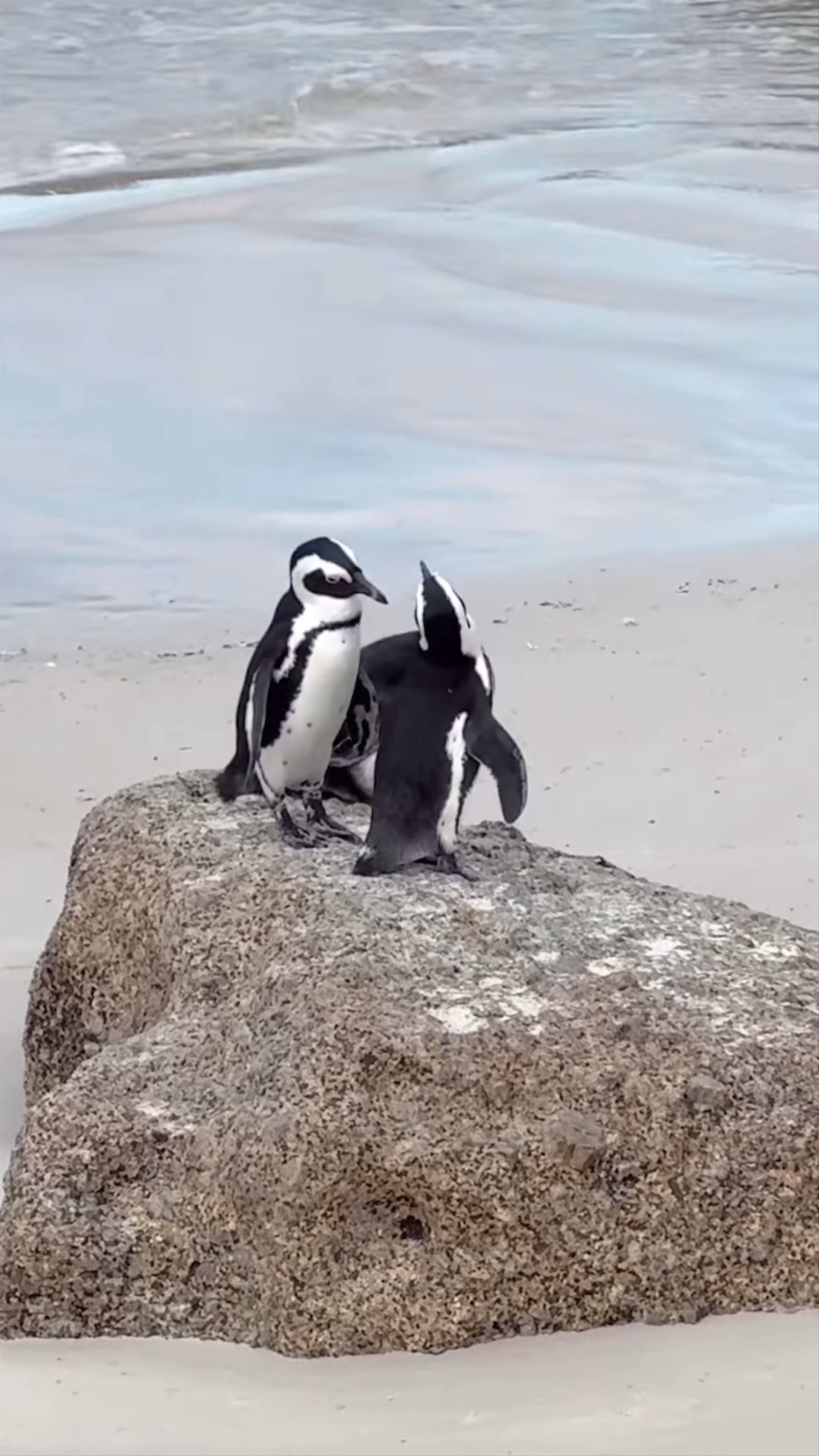 Boulders Beach