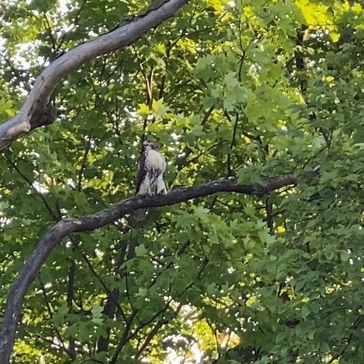 Thaddeus S. “Ted” Lechowicz Woods - Waiting for it to fly - Parks Near Me - Chicago, Illinois