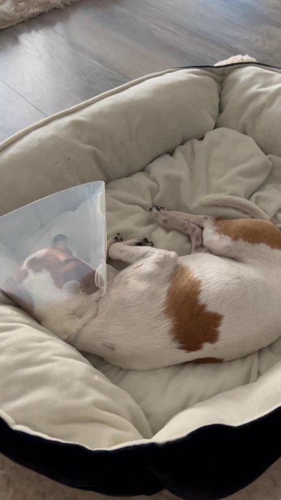 Houston Pet Set - Community Service/Non-Profit Near Me - Houston, Texas