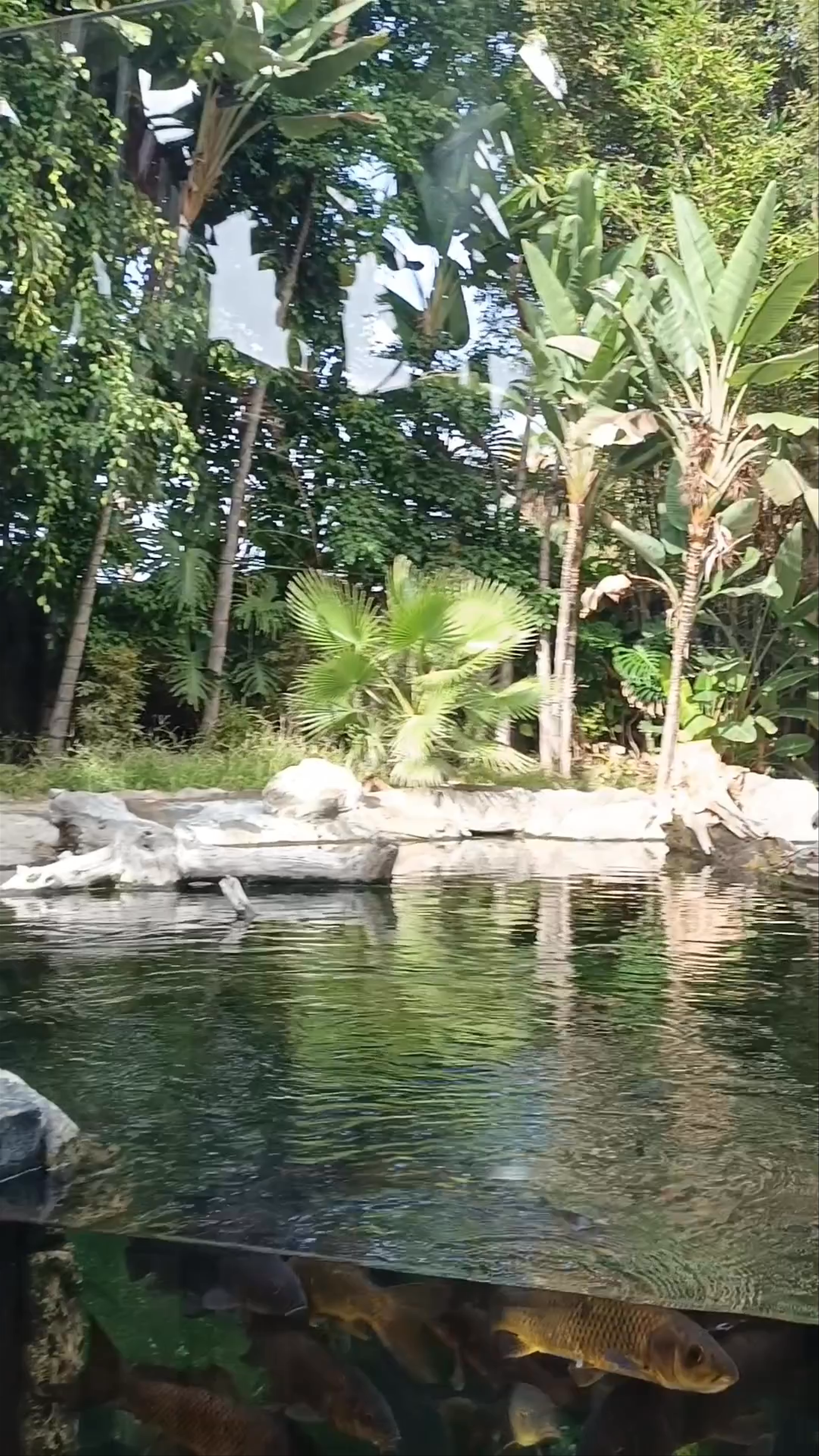 Caimanes y Tortugas - Loro Parque
