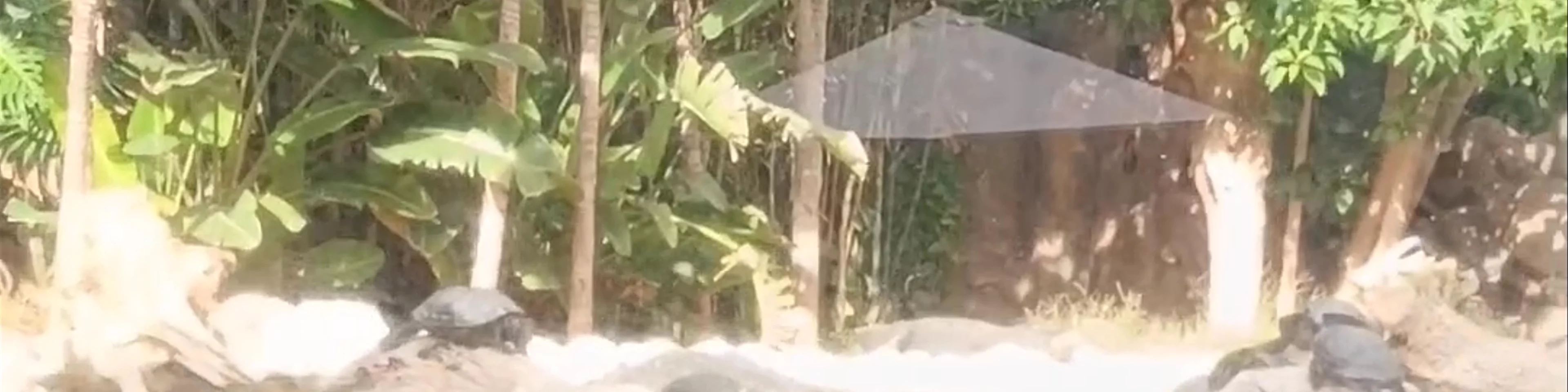 Caimanes y Tortugas - Loro Parque
