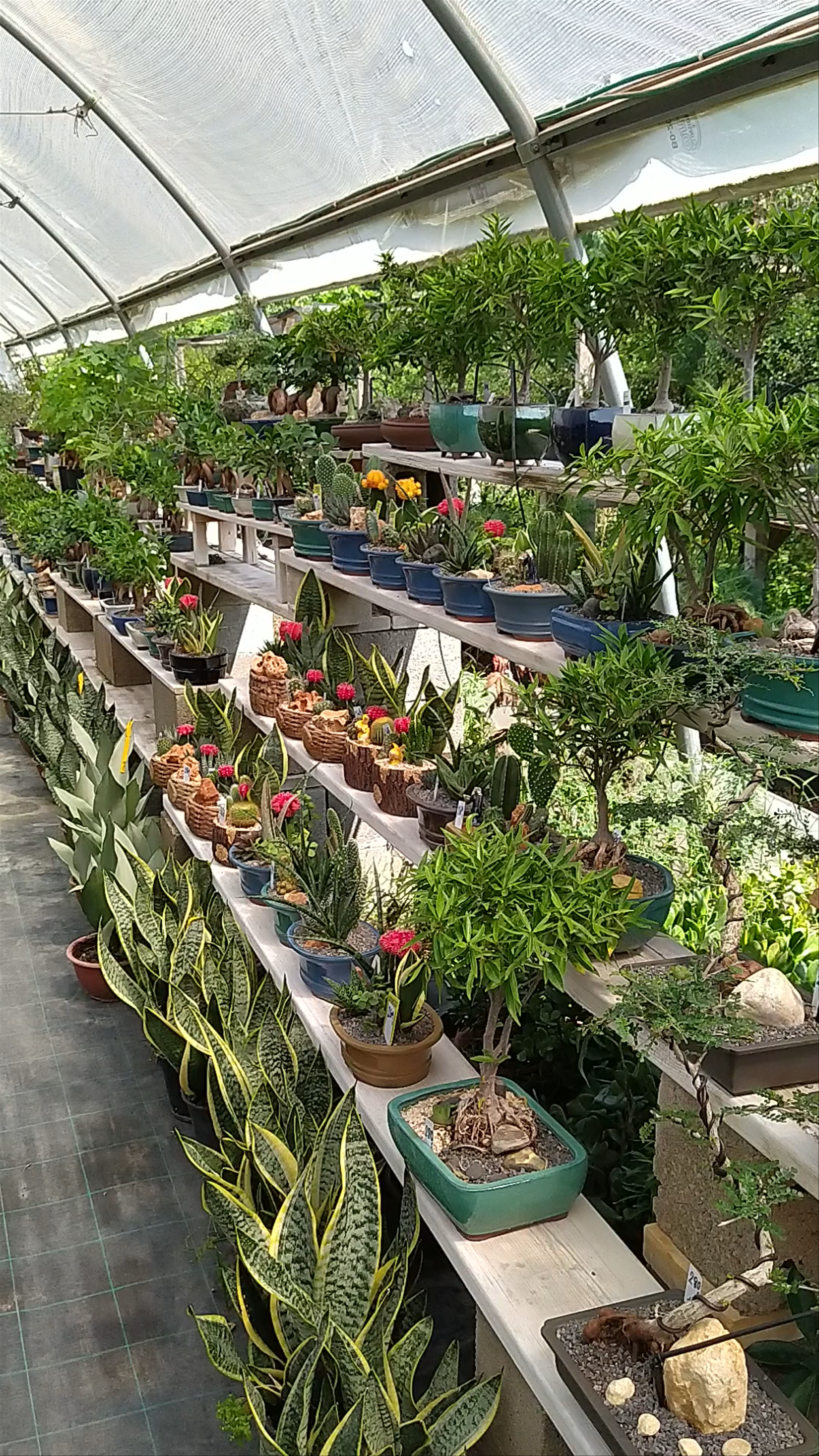 בונסאי שופ גבעת חן