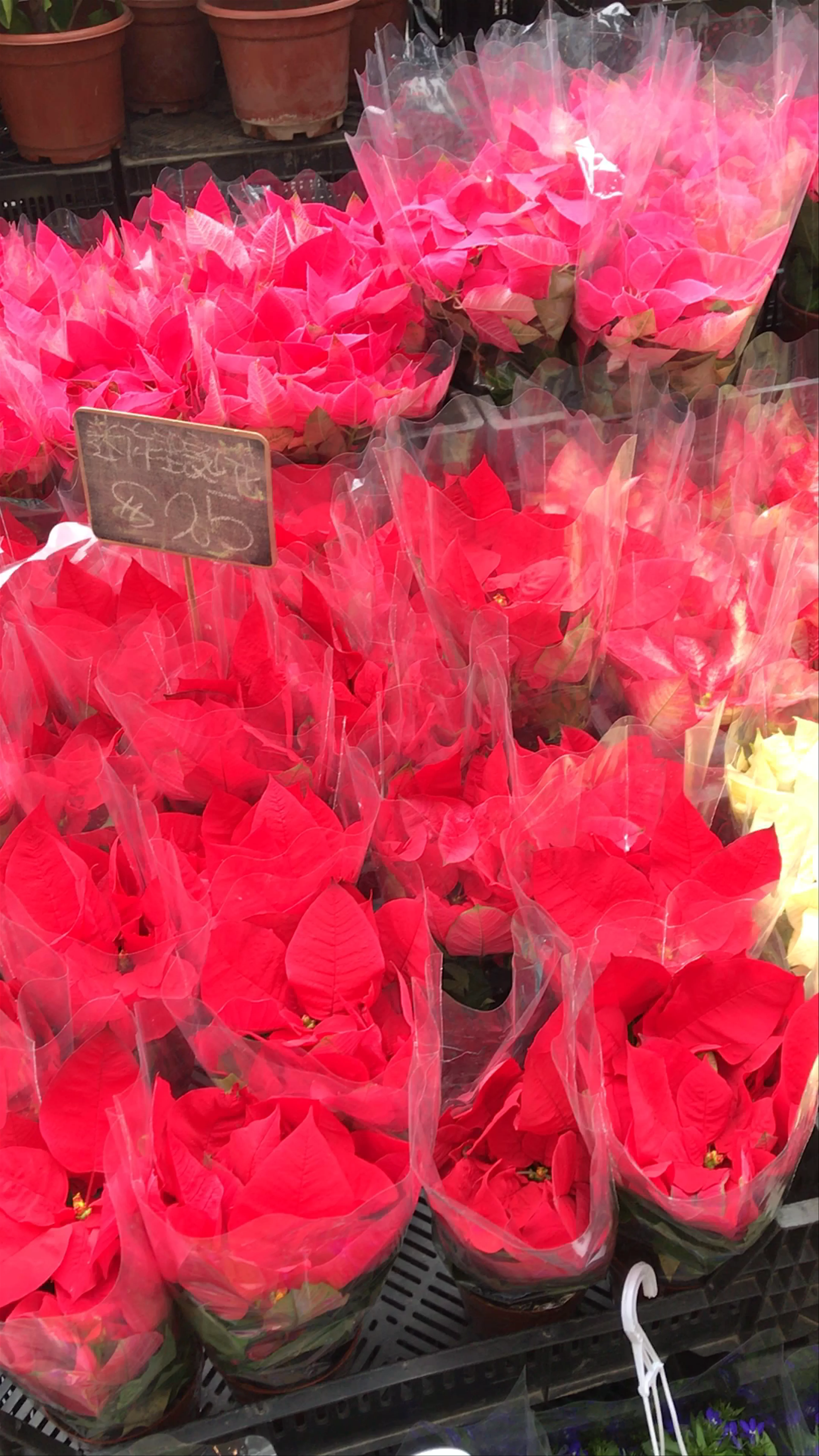 Flower Market Road, Mong Kok, Hong Kong