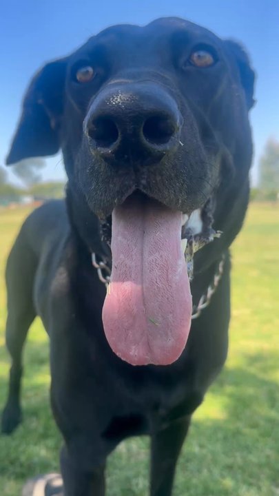 Orange Dog Park - Dog Parks Near Me - Orange, California