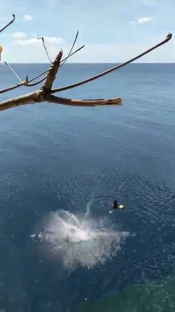 Ariel's Point
