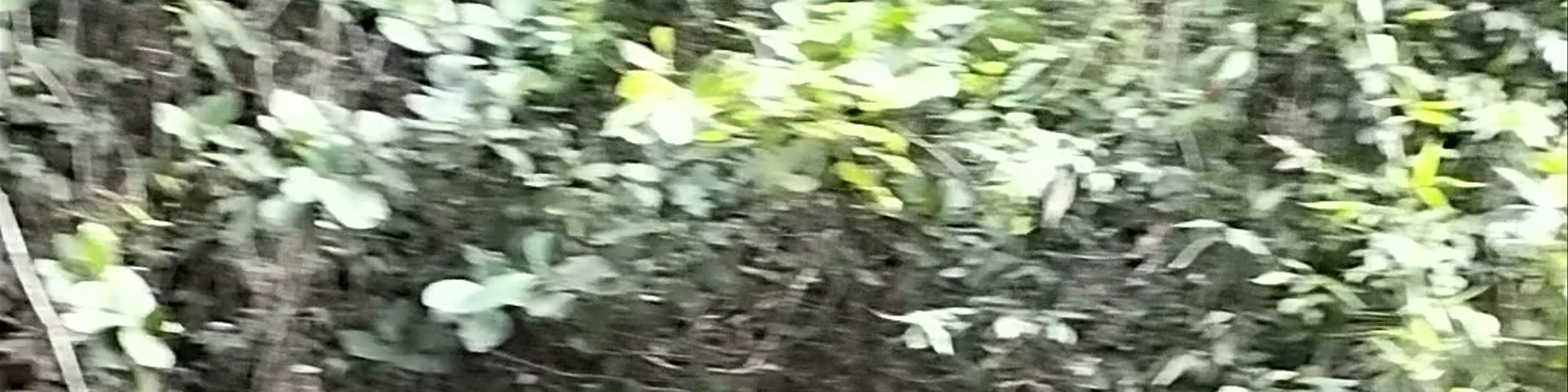 Locong Falls