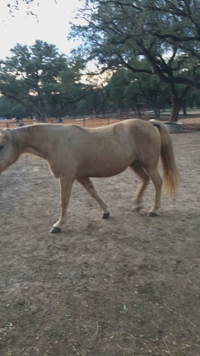 Hollow Tree Ranch - Horseback Riding Near Me - New Braunfels, Texas