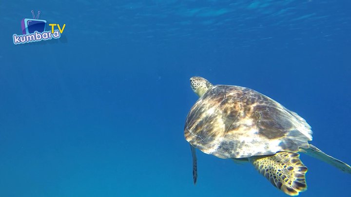 thumbnail.jpg?width=720&time=0 Caretta Caretta