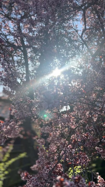 Greenwood Park - Tree - Parks Near Me - Seattle, Washington