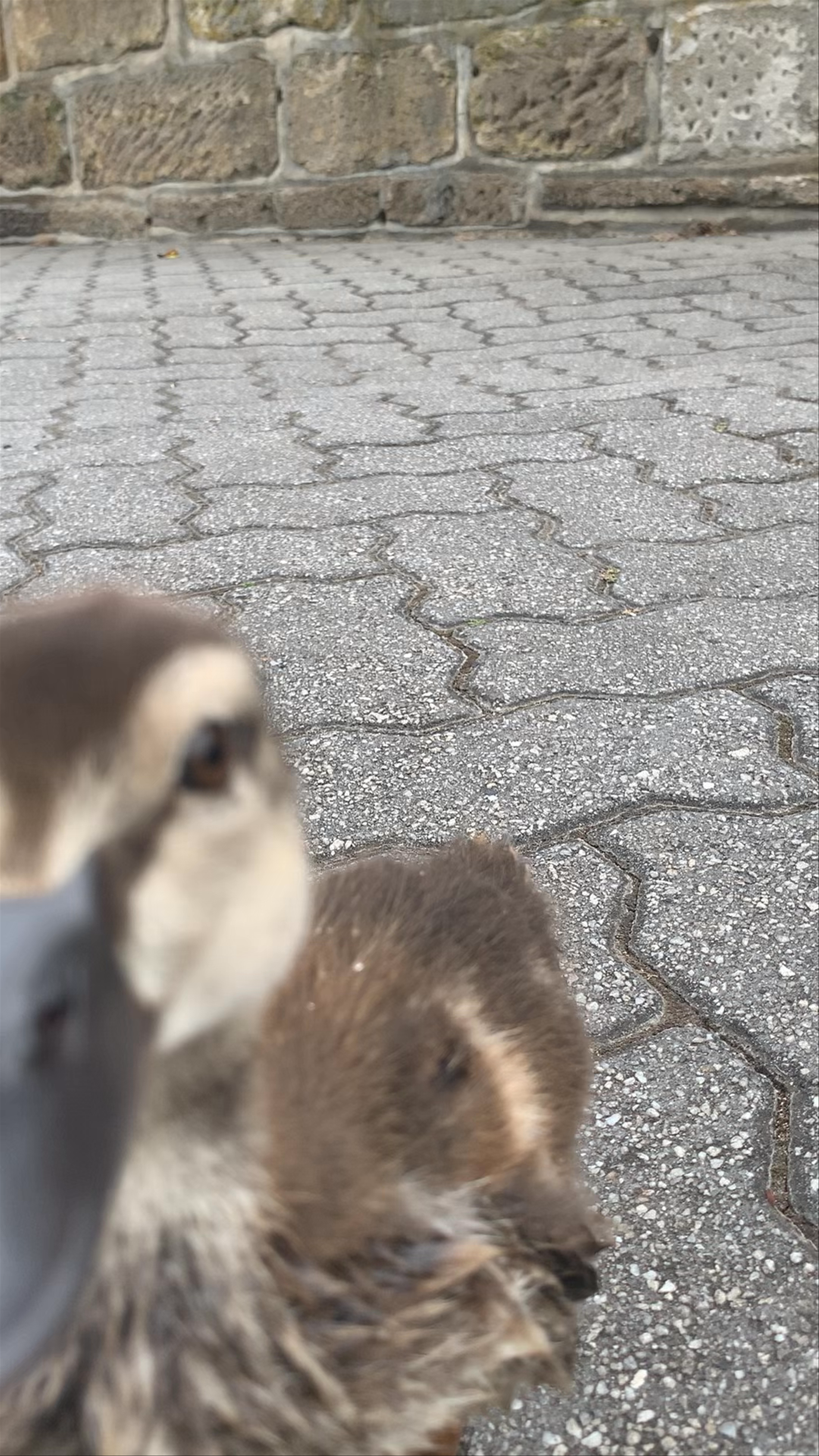 Up-Close with Curious Ducklings at Royal Tasmanian Botanical Gardens