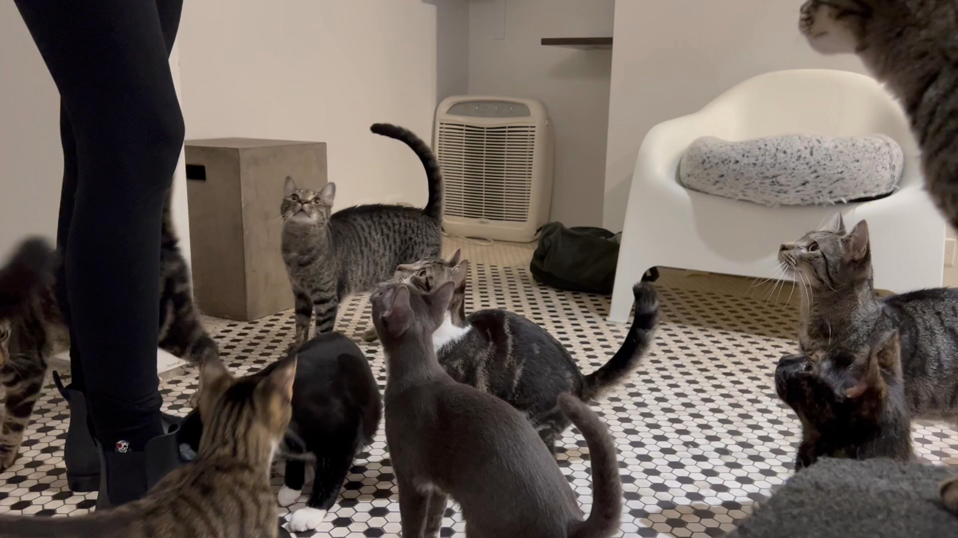 HOUSE of JOAH  hanging cat HOUSE of JOAH ♡ hanging cat &frasl; 白×茶色 - メルカリ