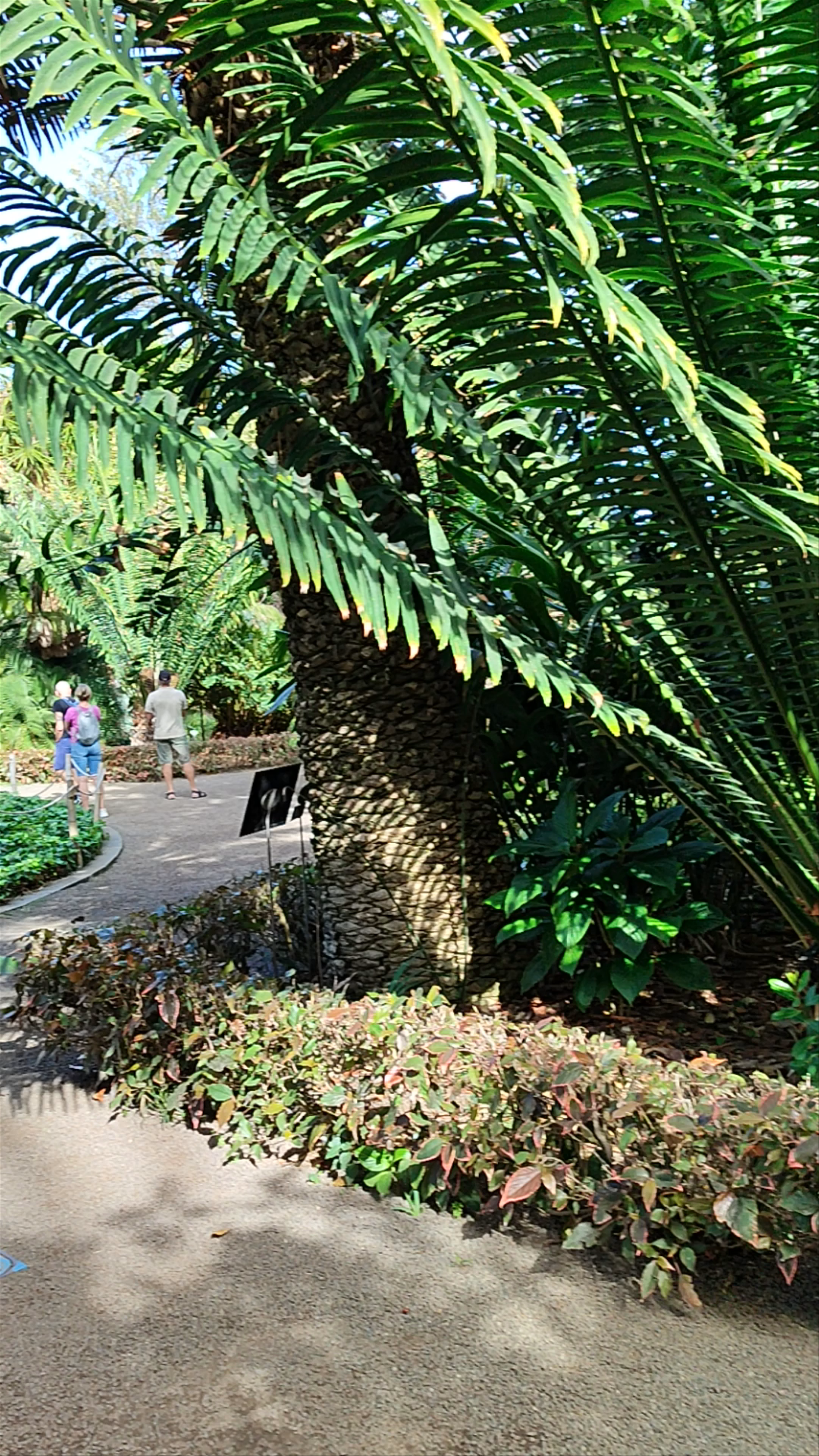 Lush Serenity at Jardín Botánico in Puerto de la Cruz, Spain