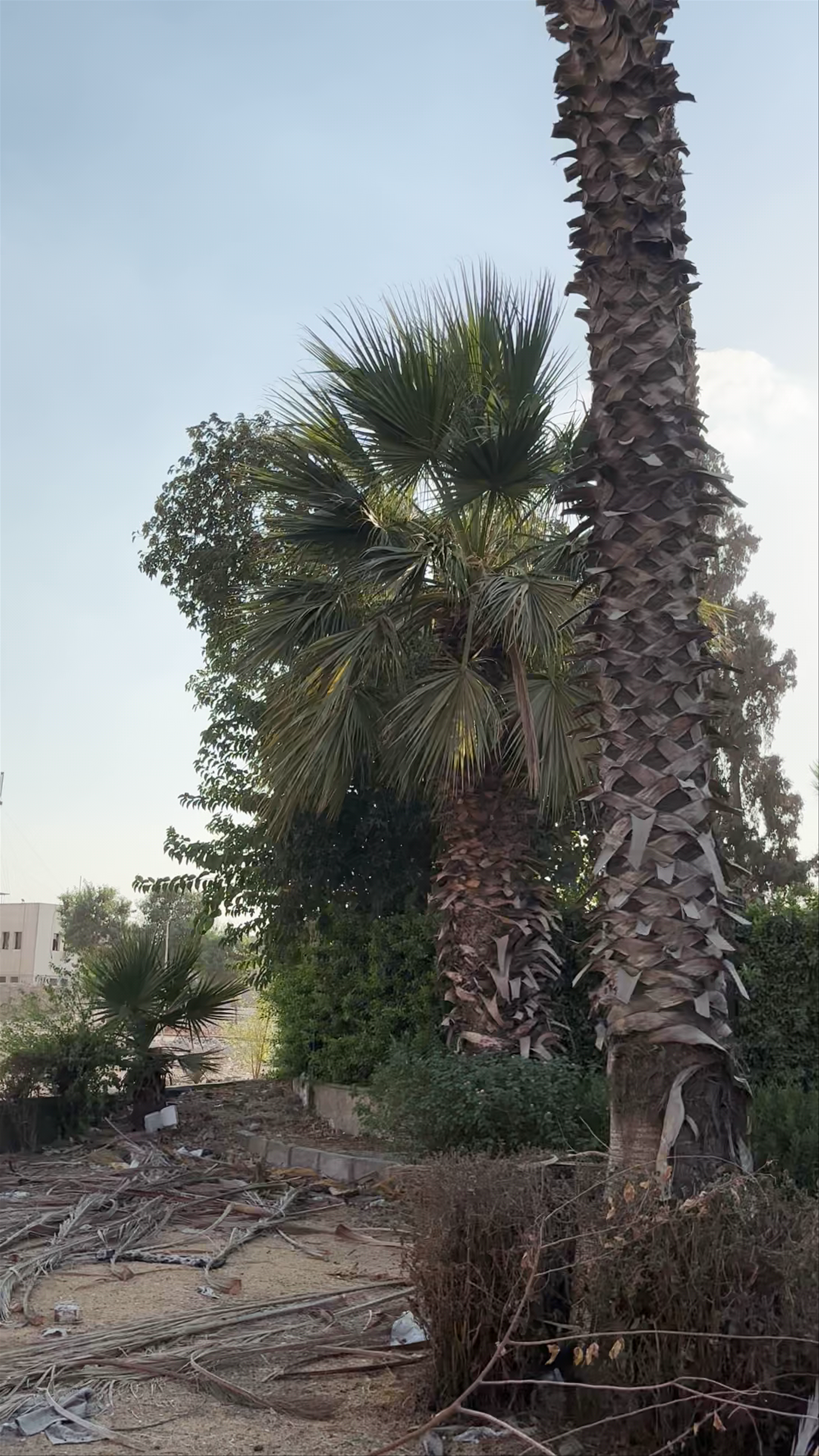 متحف مصطفى كامل، Al Abageyah