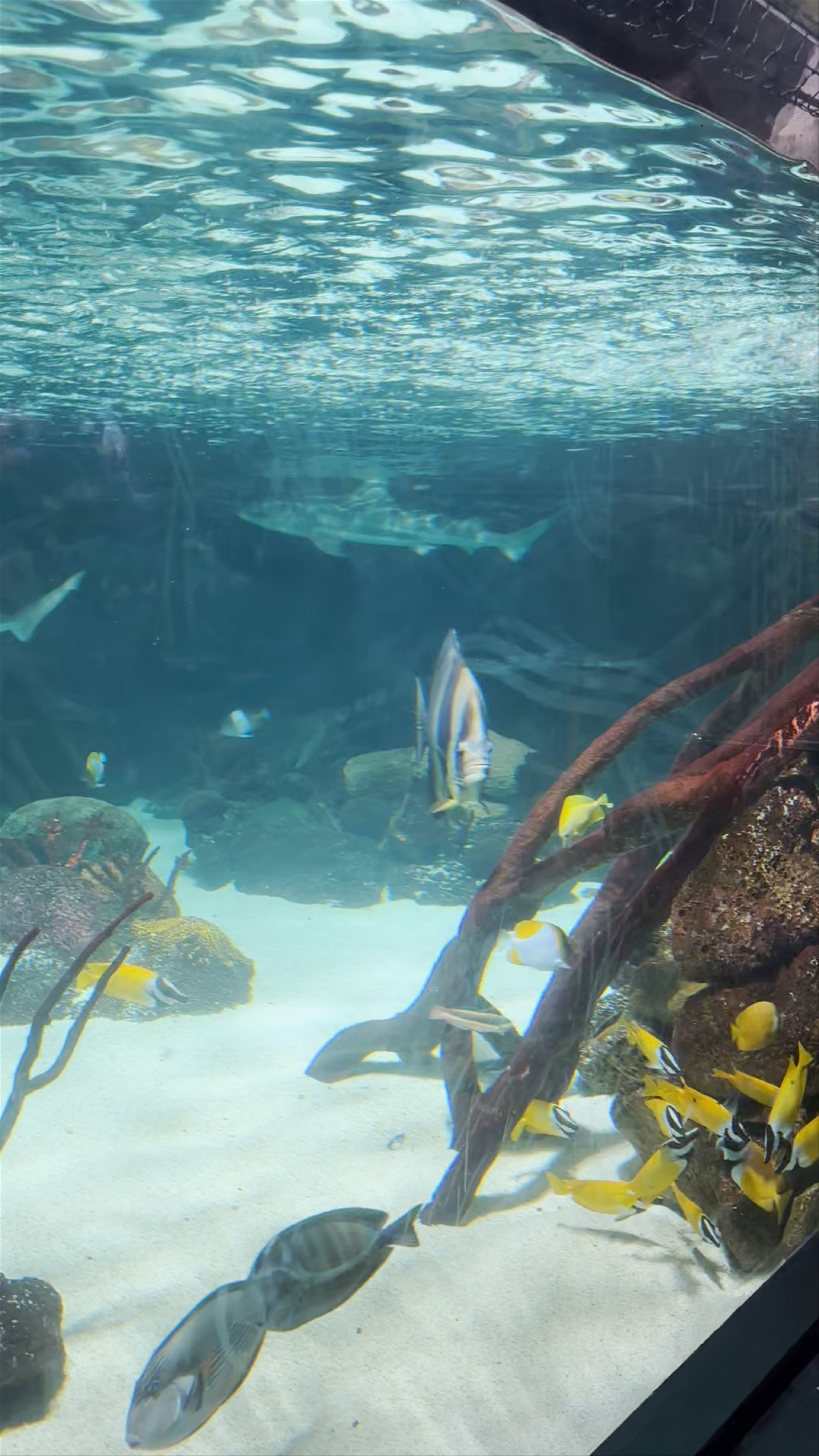 Acuario